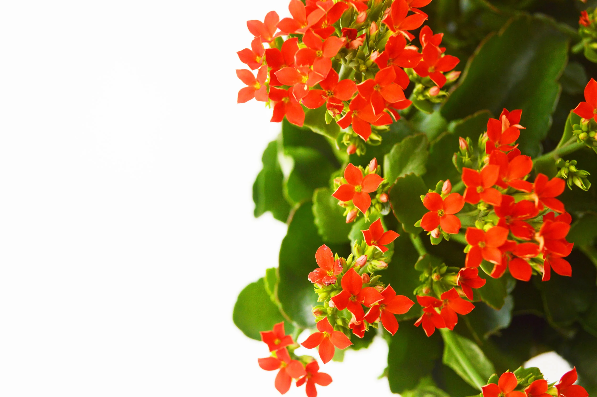 Potted Gift Plants