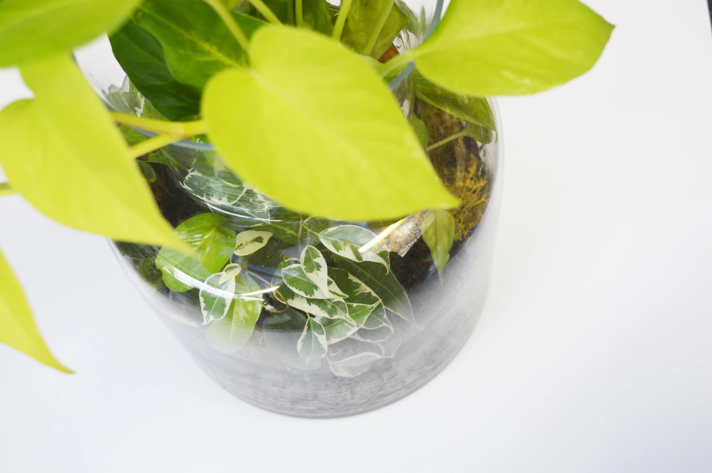 Terrariums