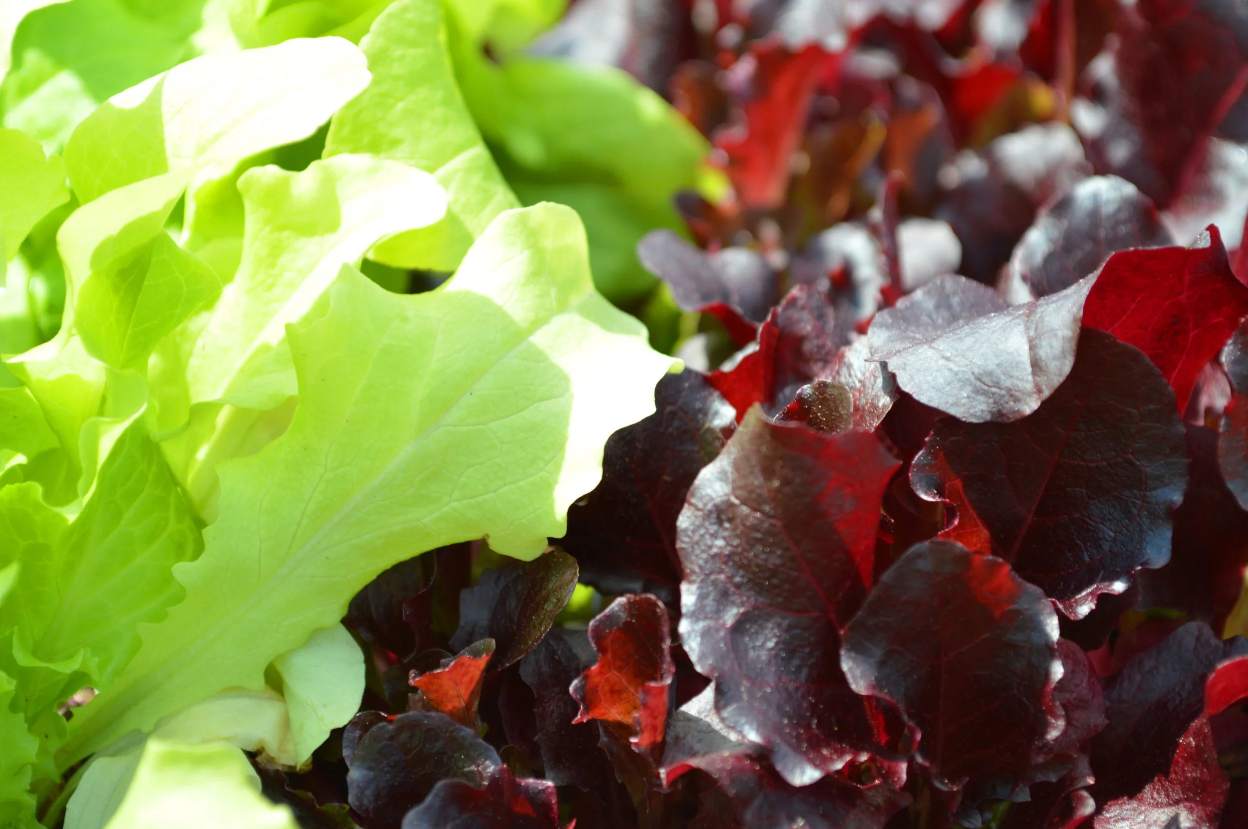 Seed Starter Kits