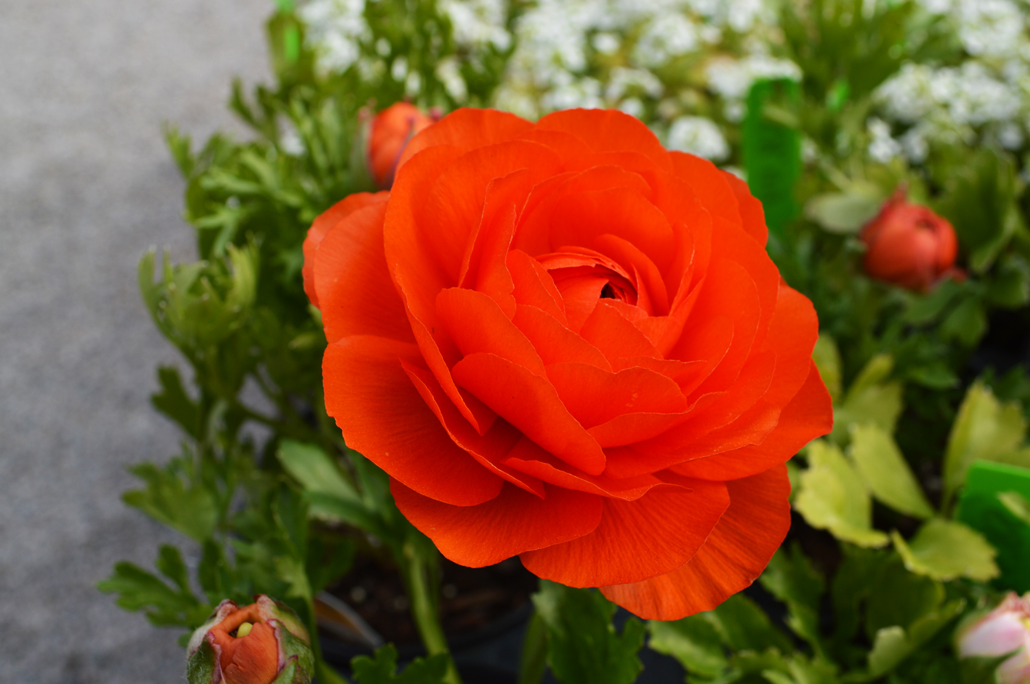 Ranunculus