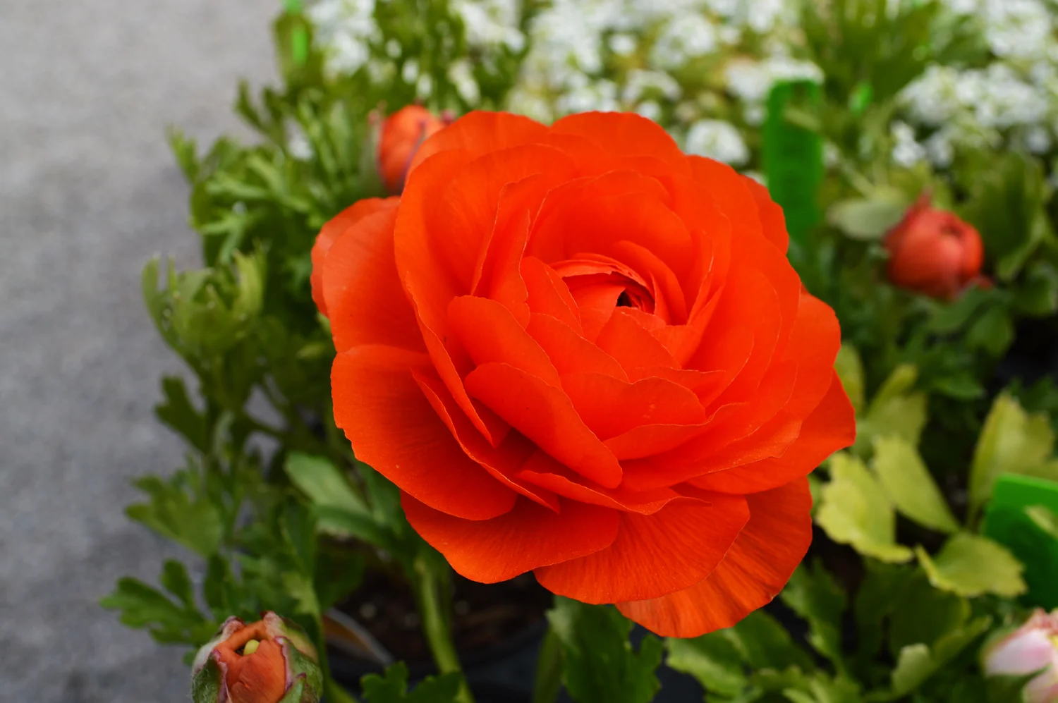 Ranunculus
