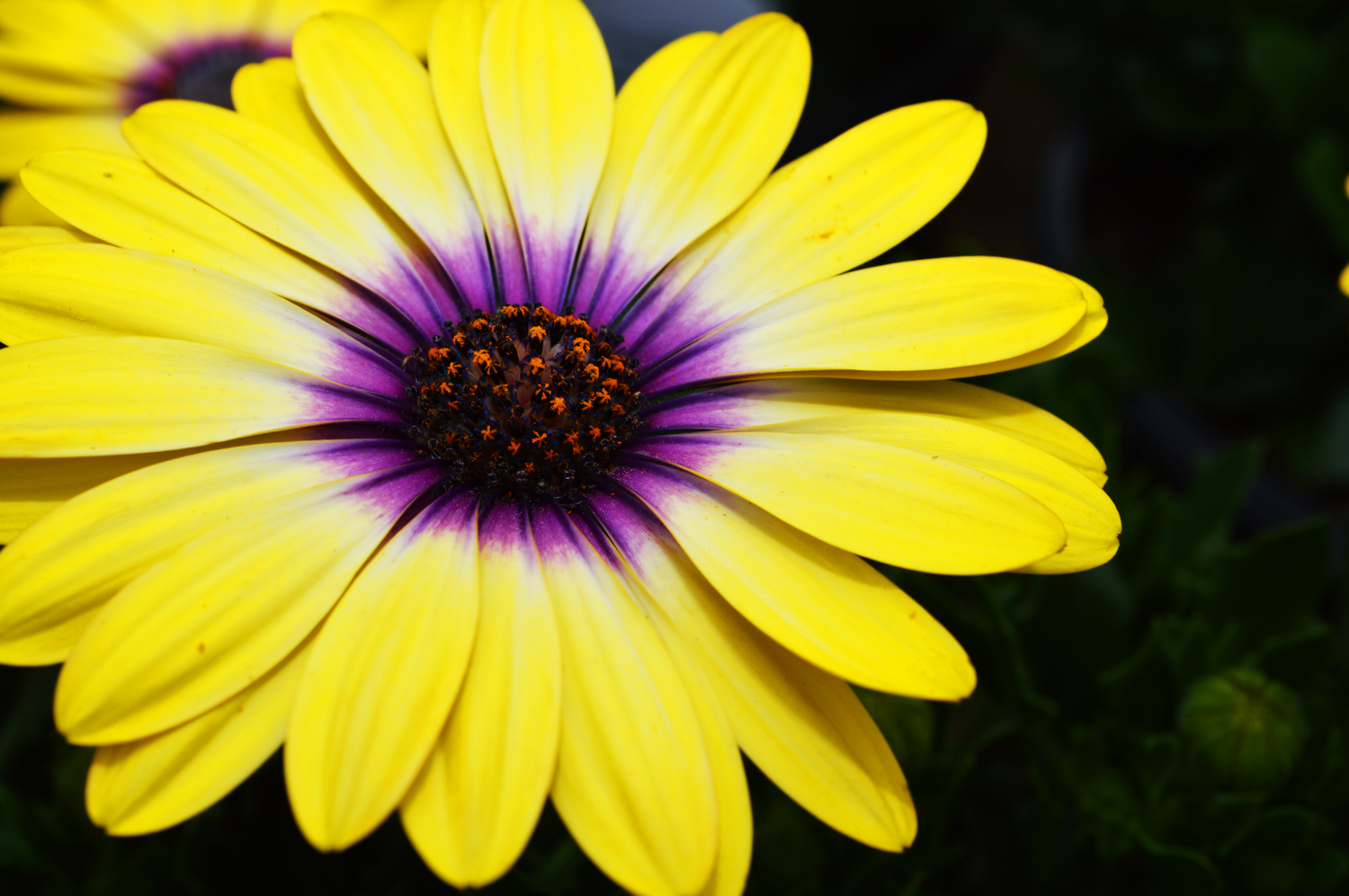 Blue-eyed beauty African daisy