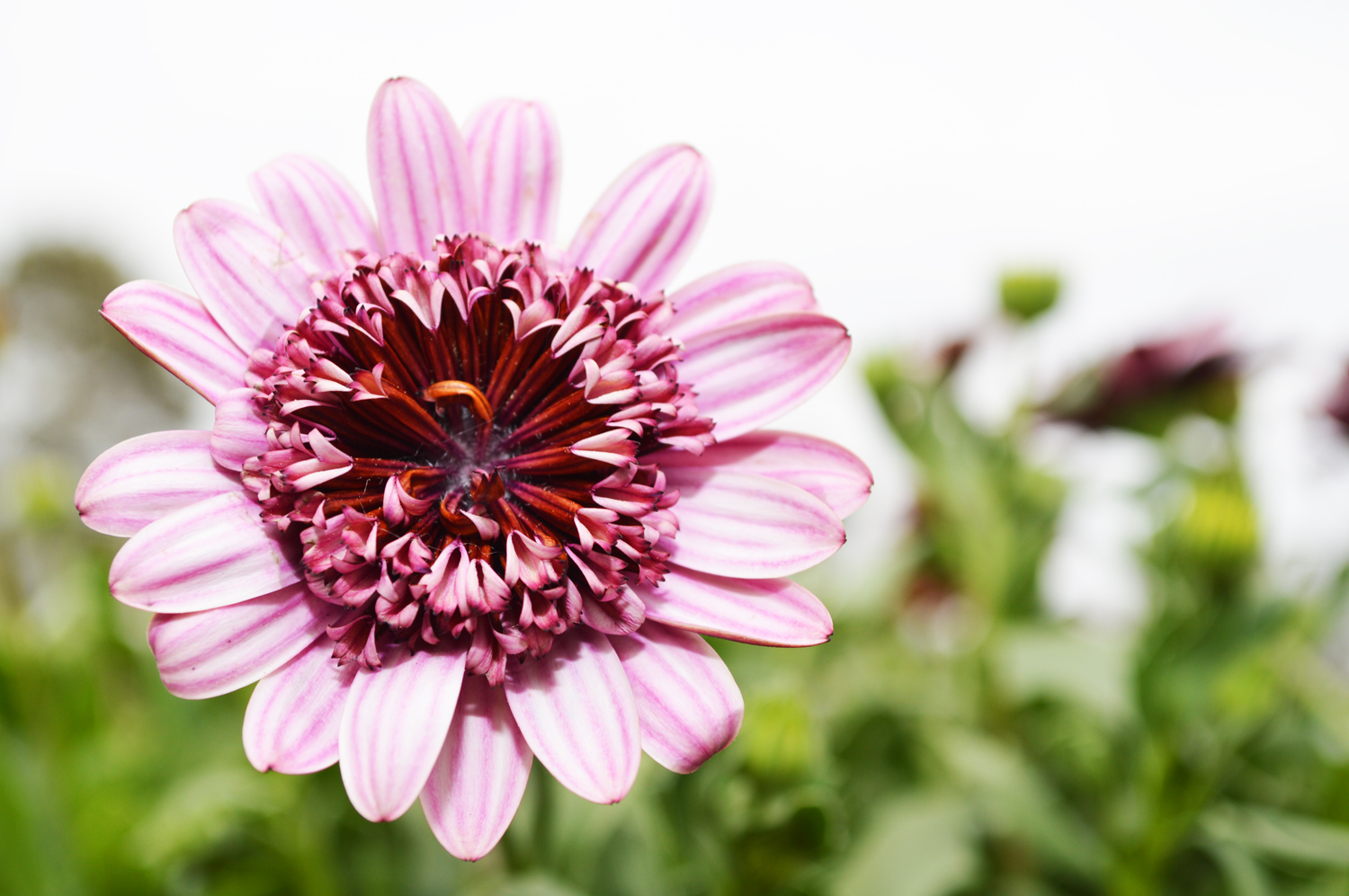 Osteospermum
