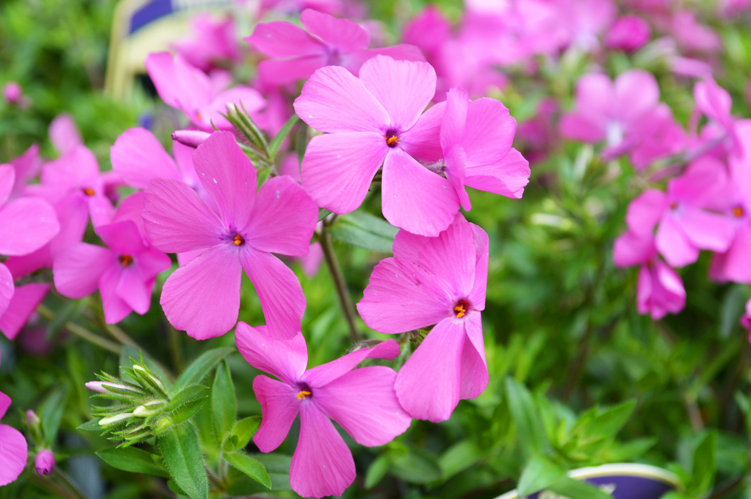 Phlox