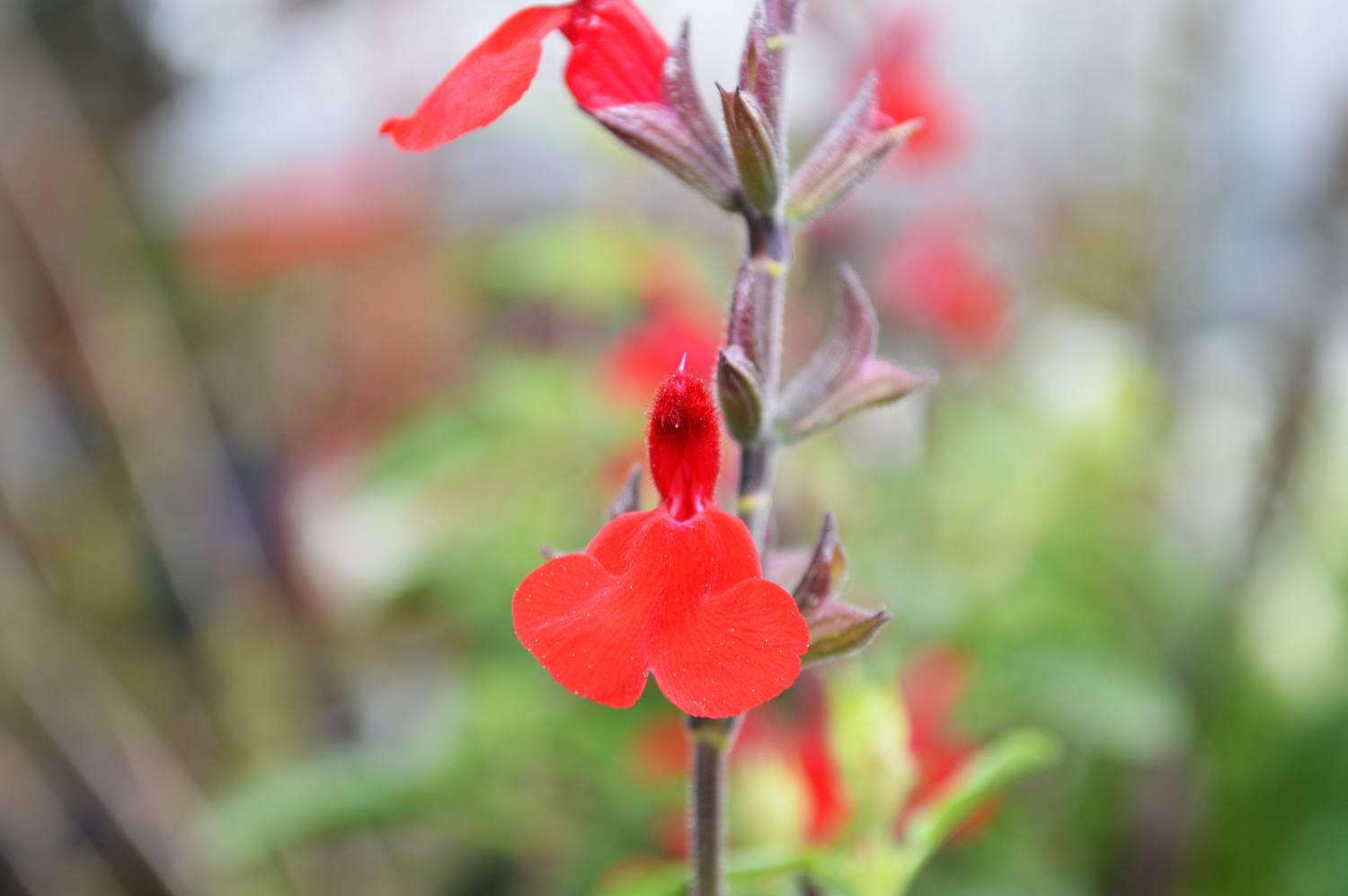 Autumn Sage