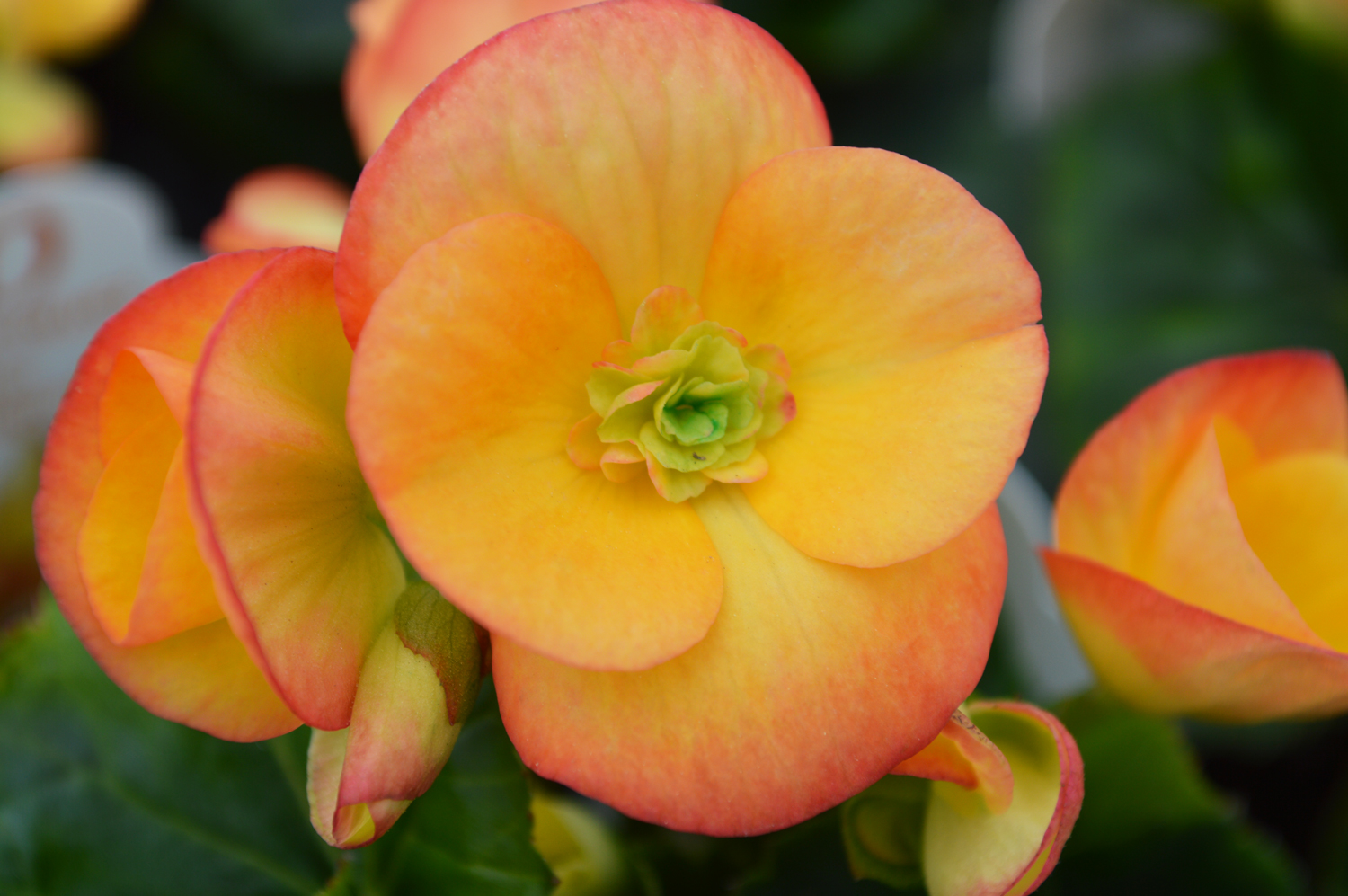 Begonia