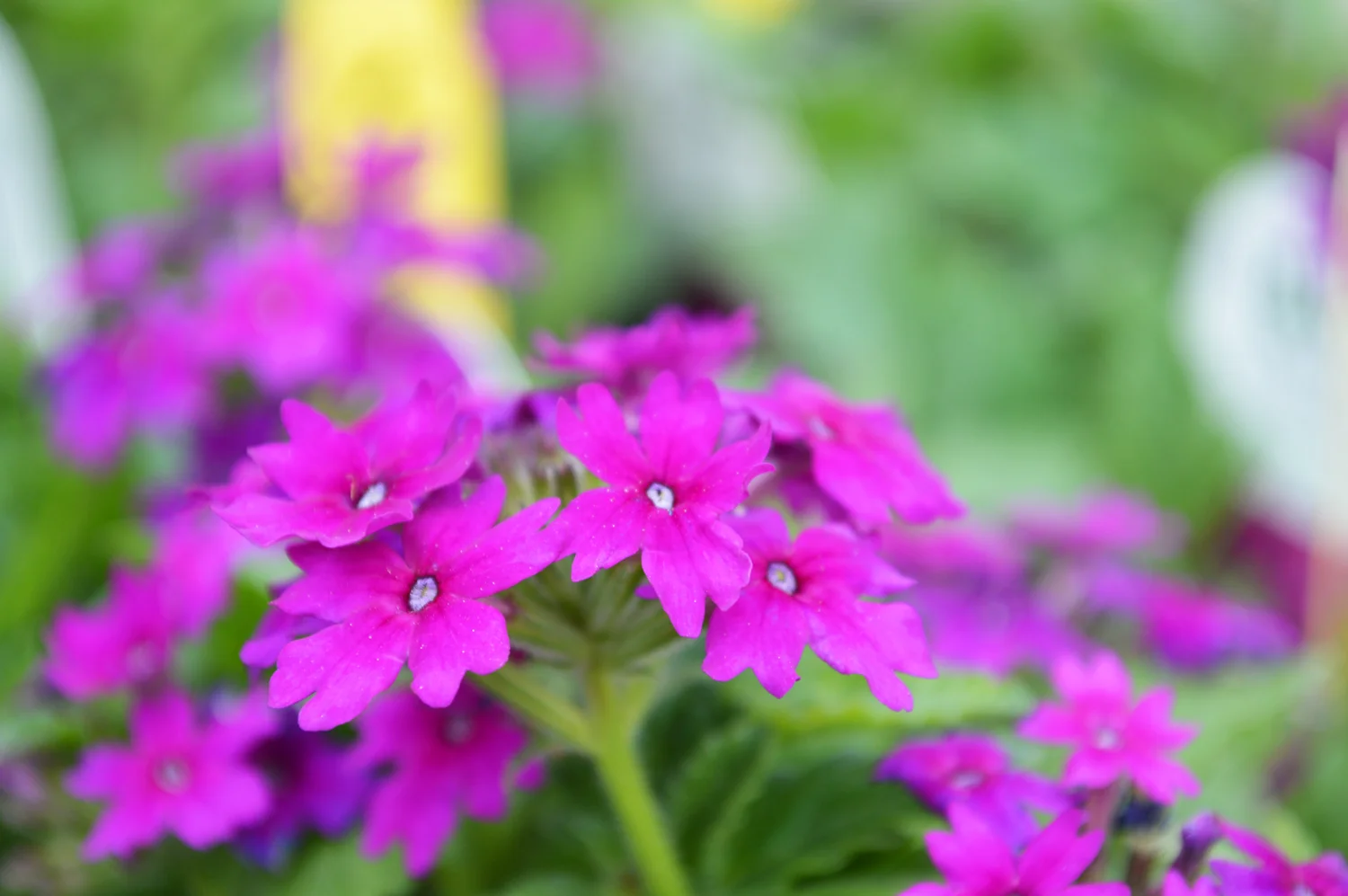 Verbena
