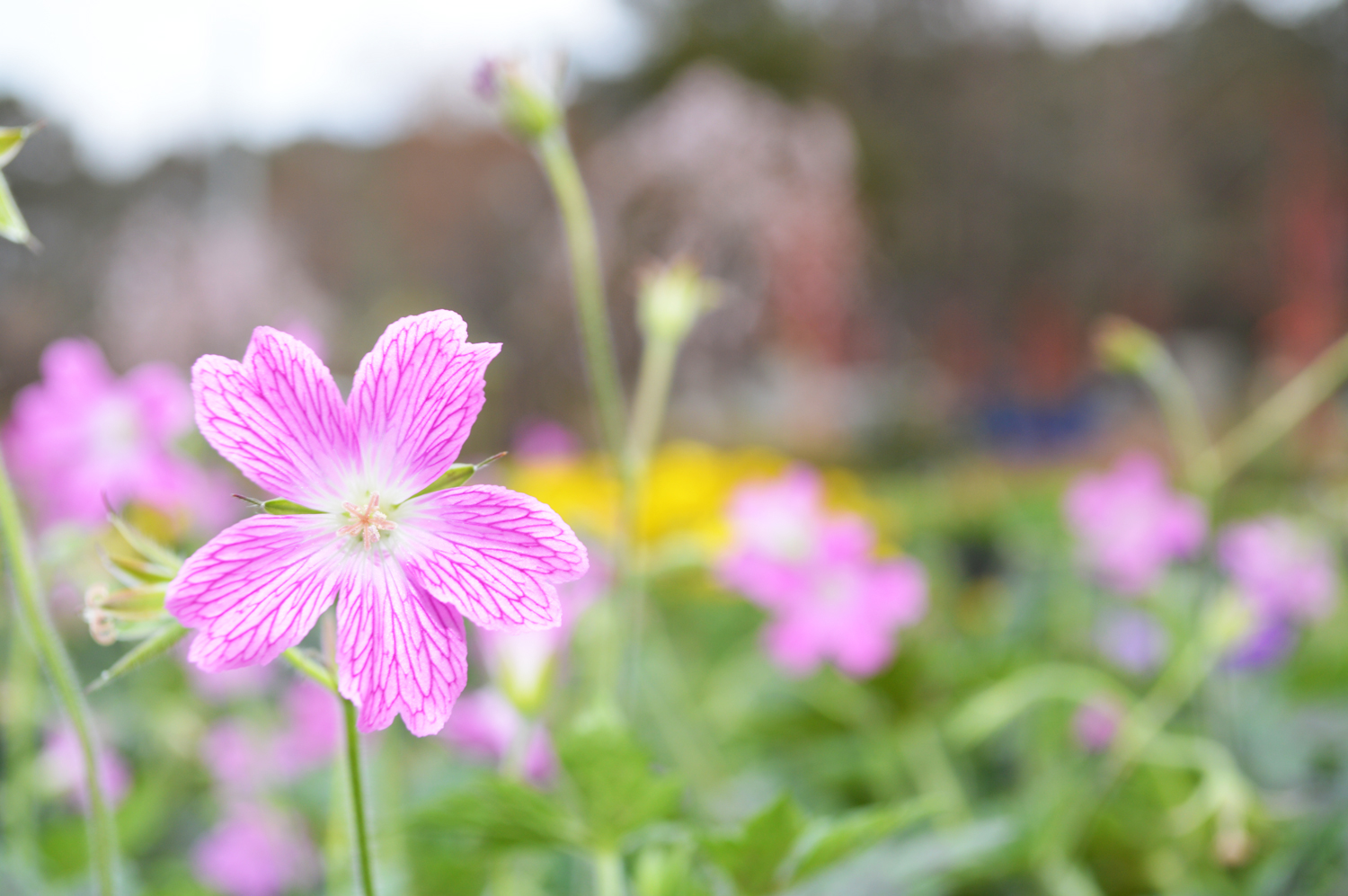 Perennial Geranium
