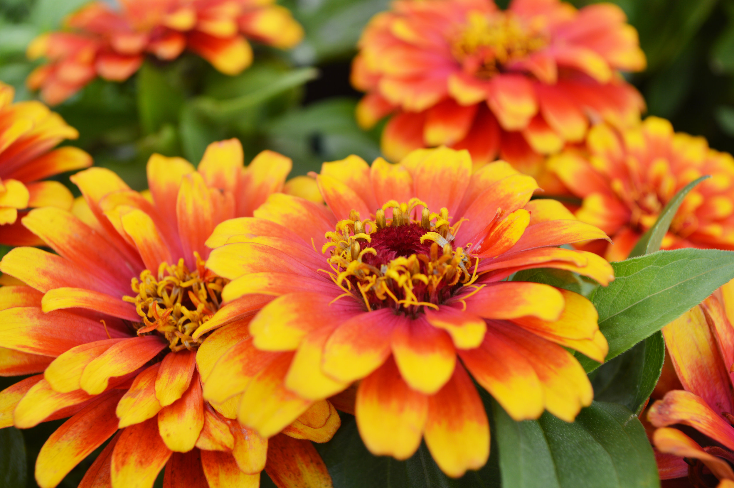 Zinnia