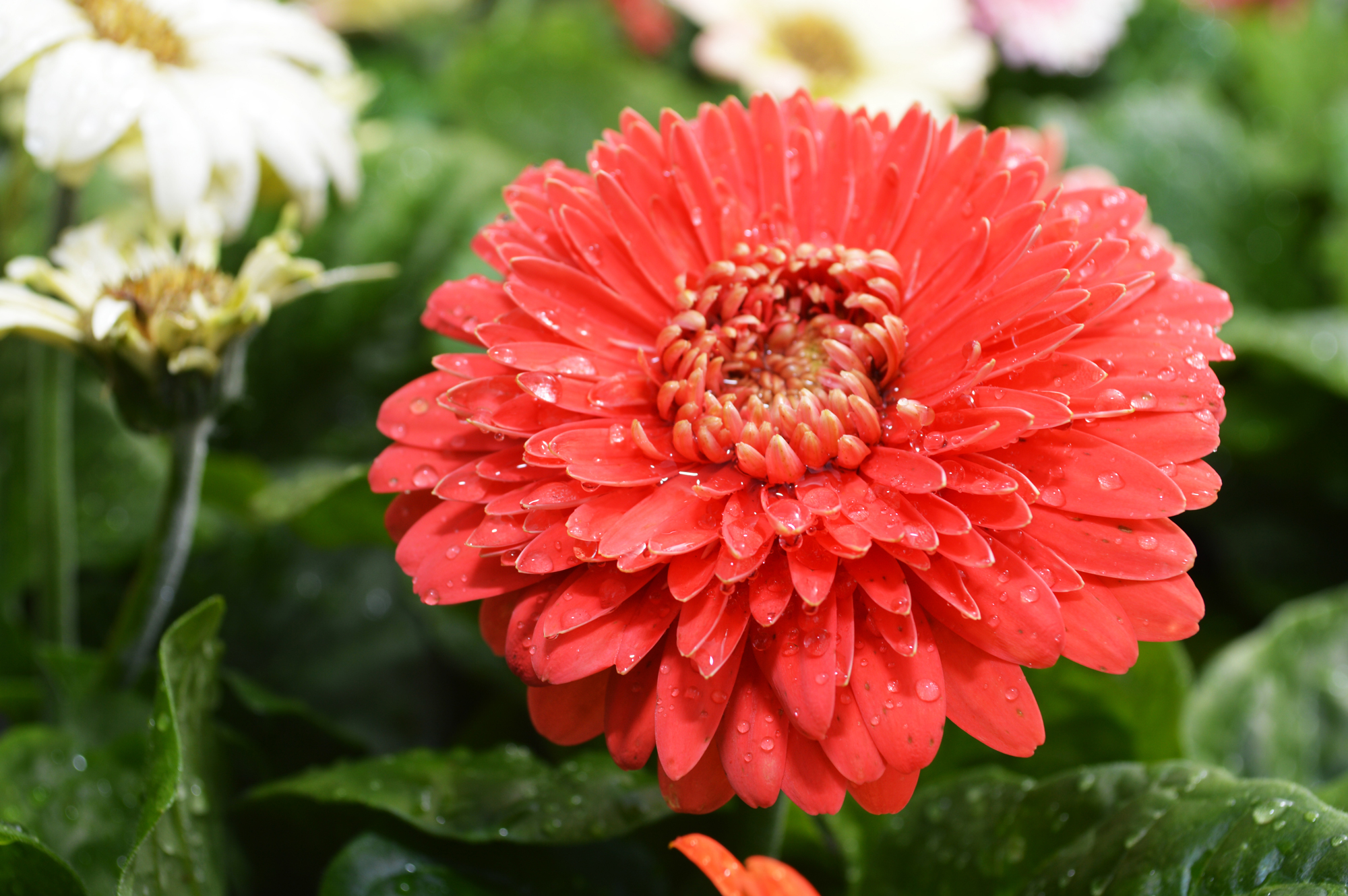 Gerbera Daisy