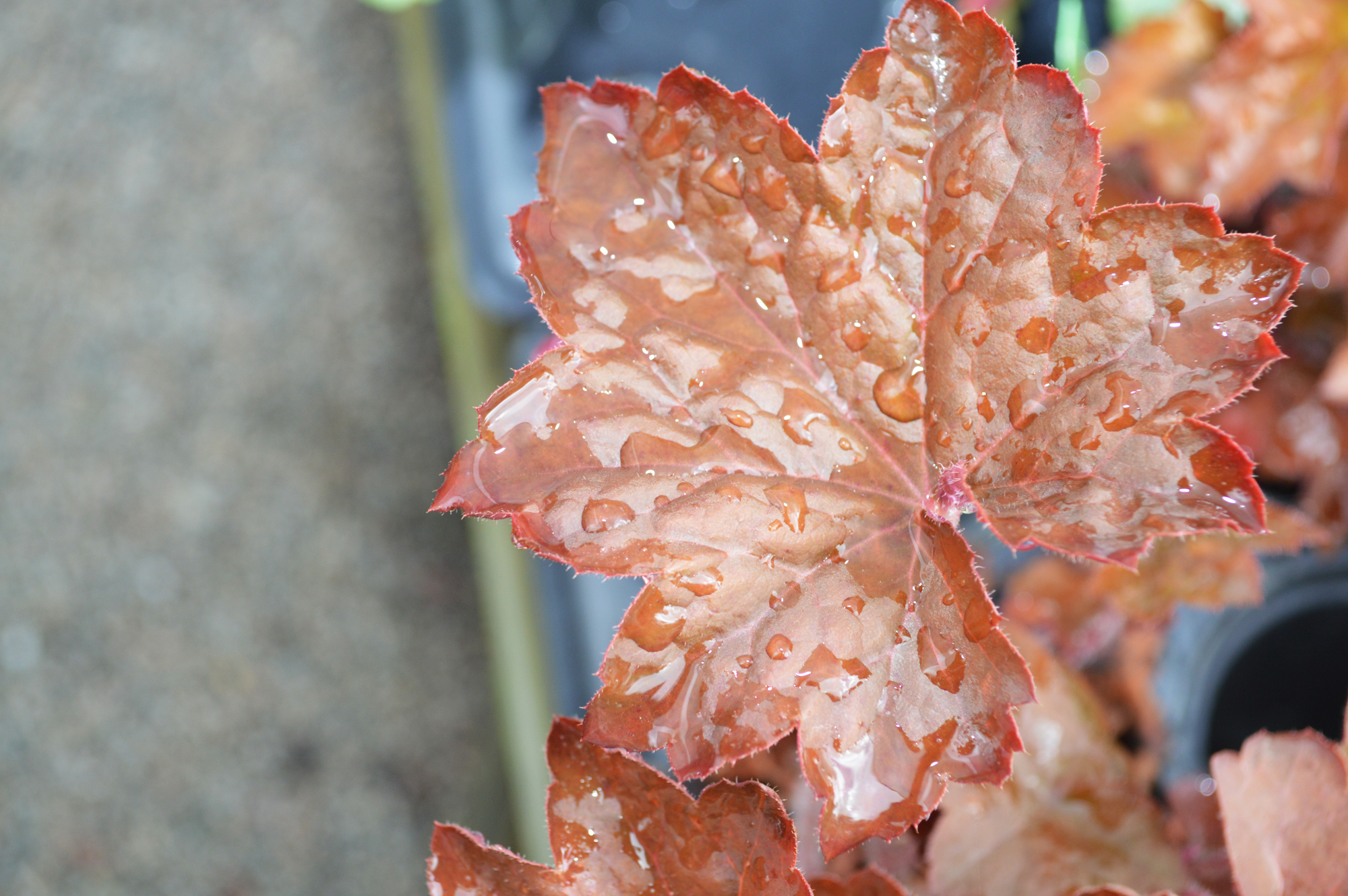 Coral Bell
