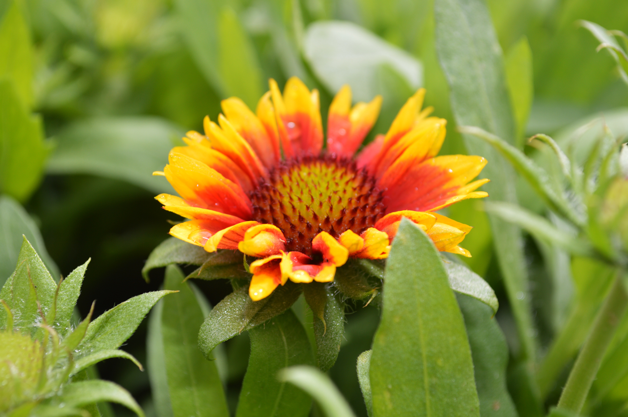 Indian Blanket