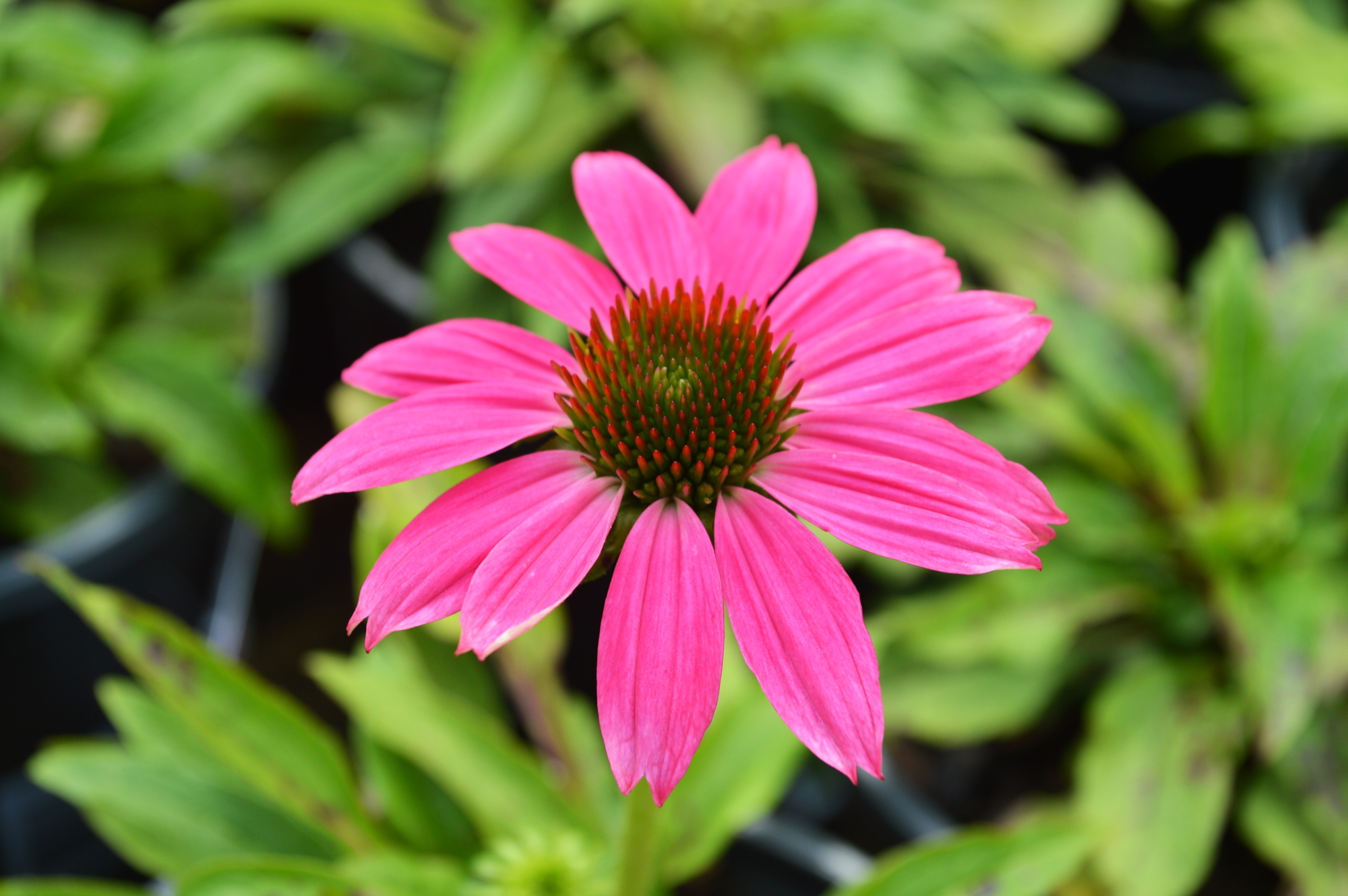 Echinacea