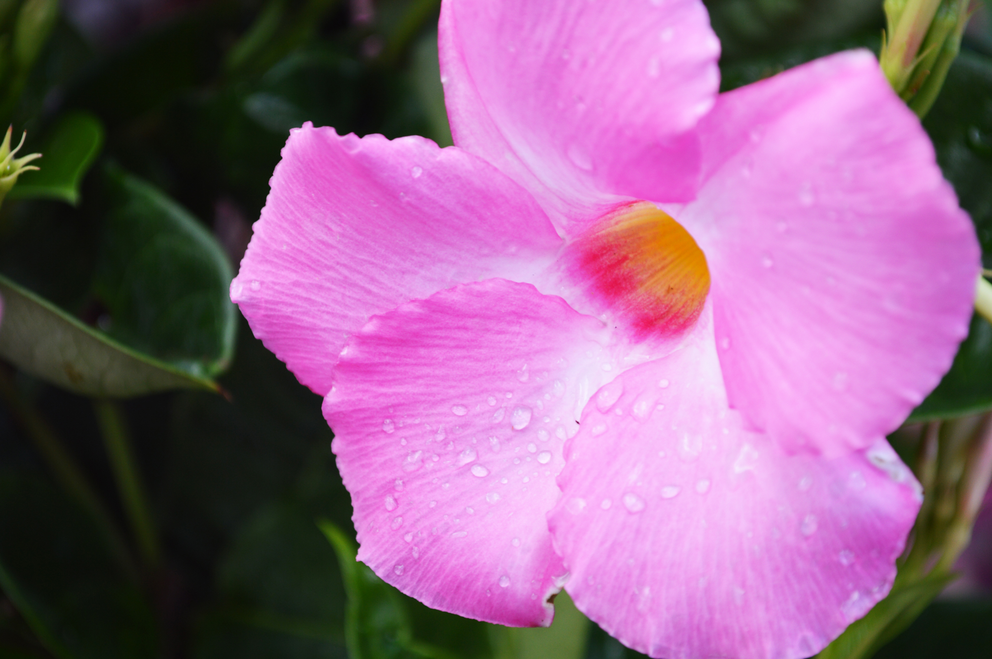 Mandevilla