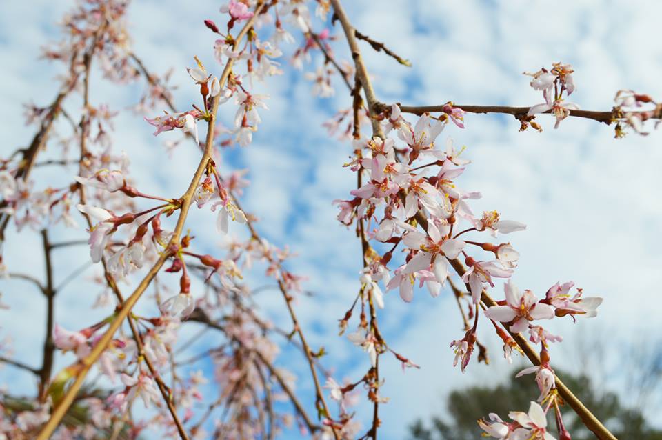spring garden.jpg