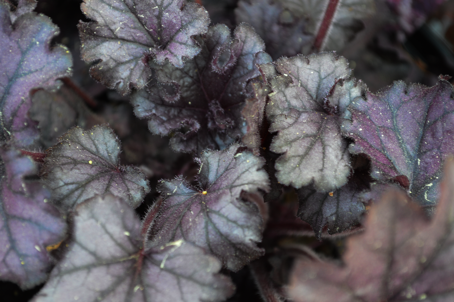 Forever Purple Coral Bells