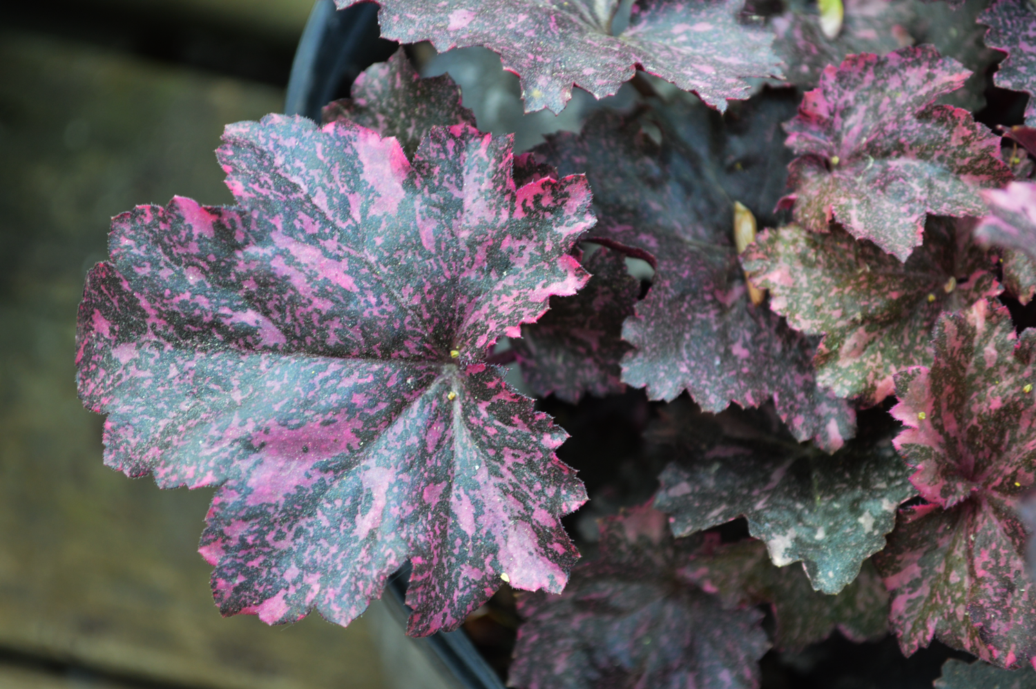 Midnight Rose Coral Bells