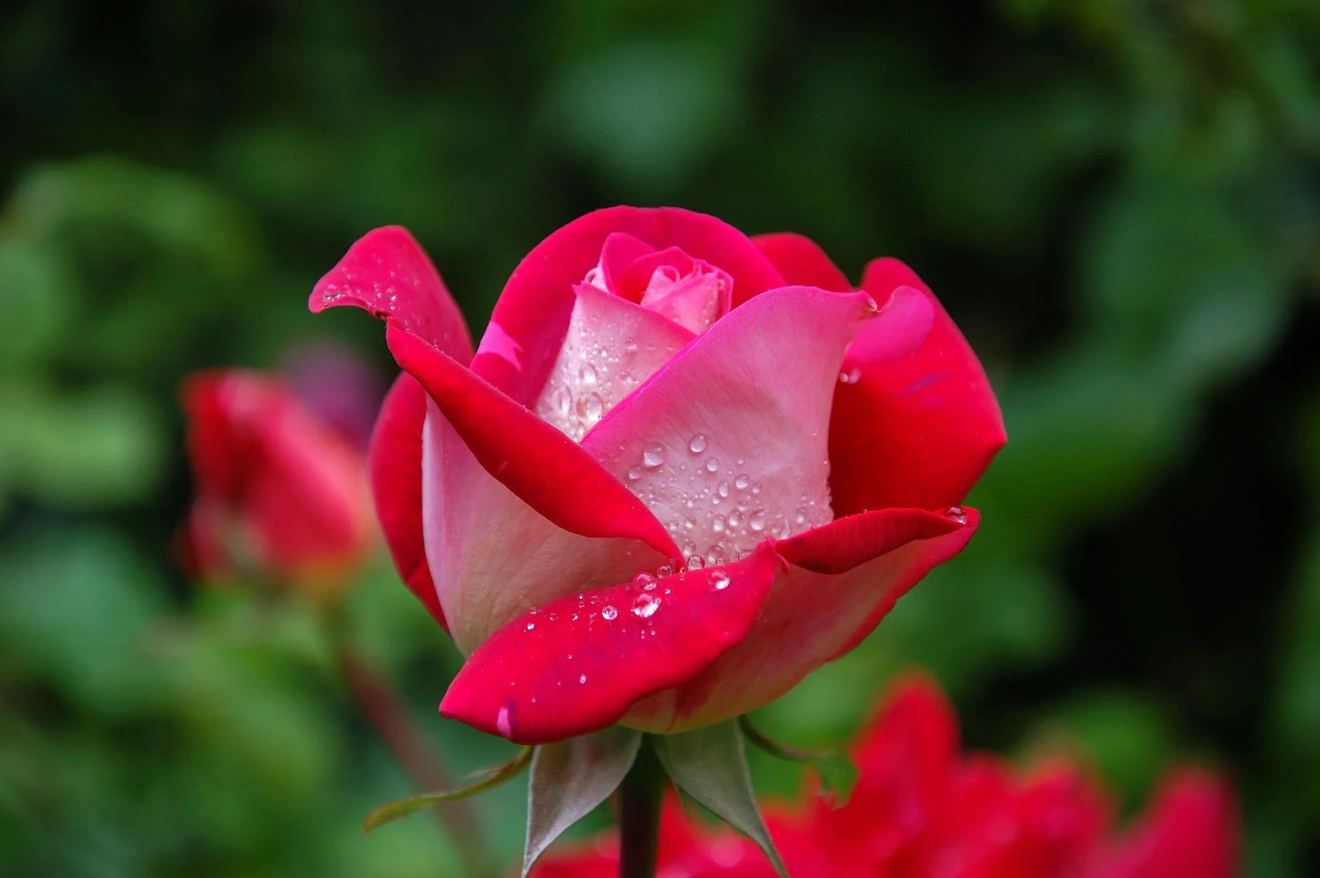 Hybrid Tea Roses are in stock now!