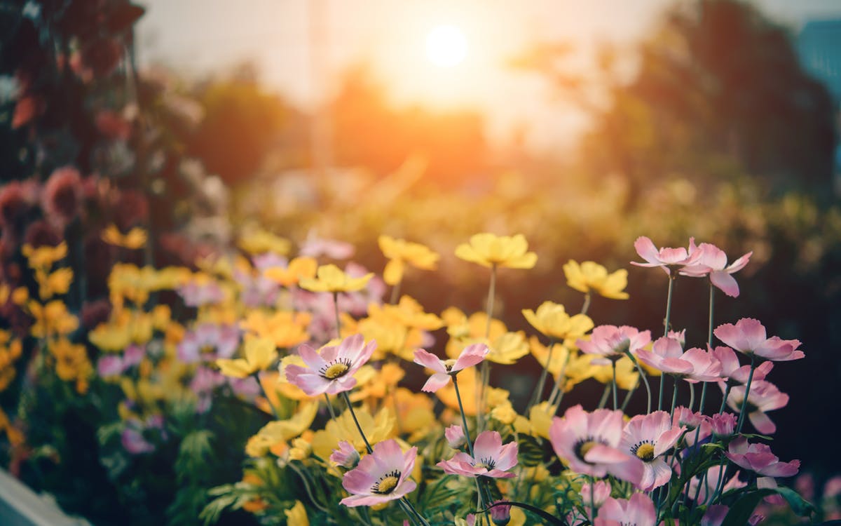 flower.jpeg