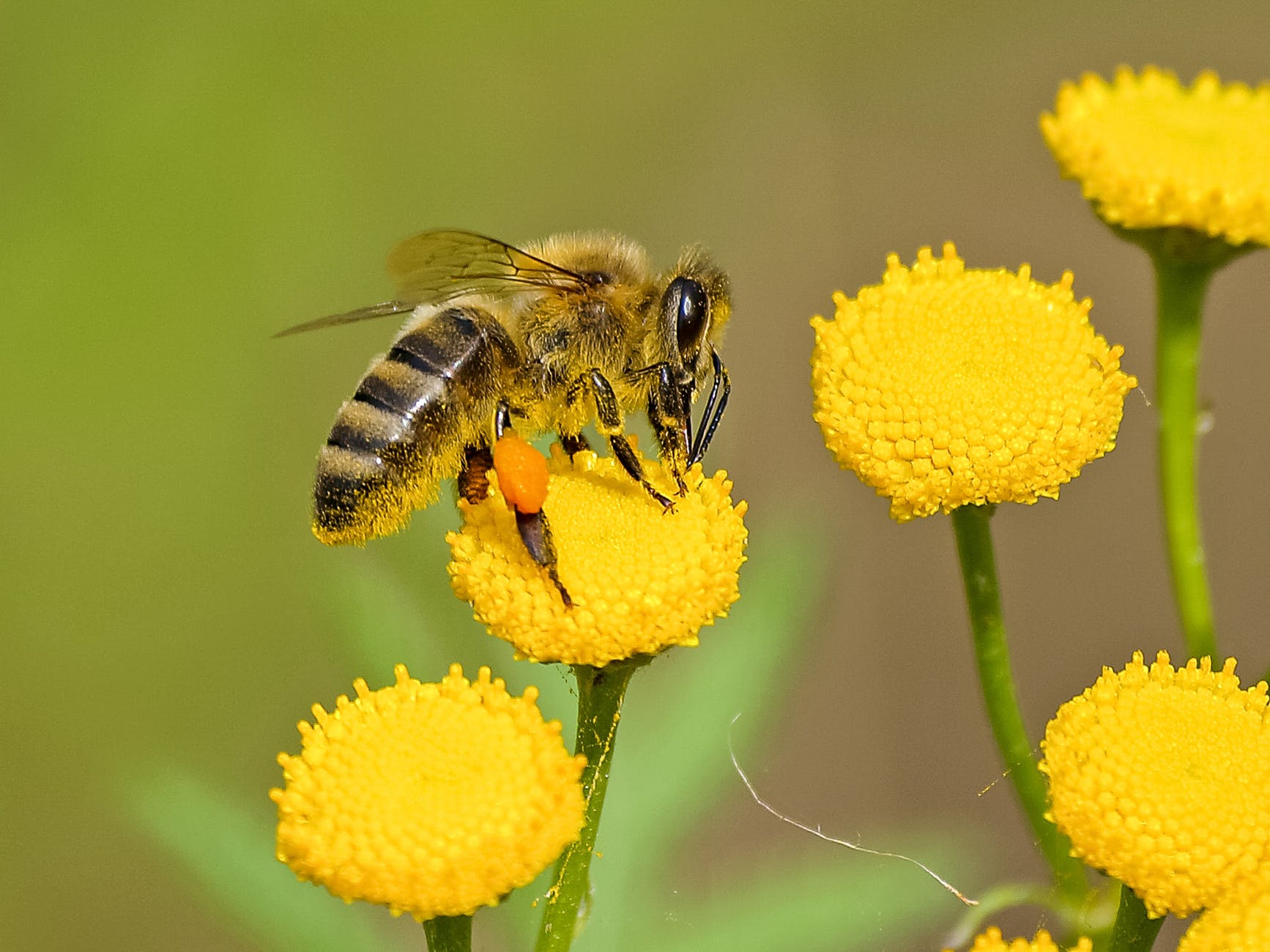 bee.jpeg