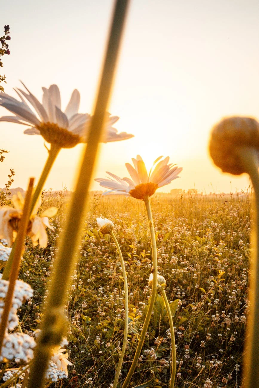 coneflower.jpeg