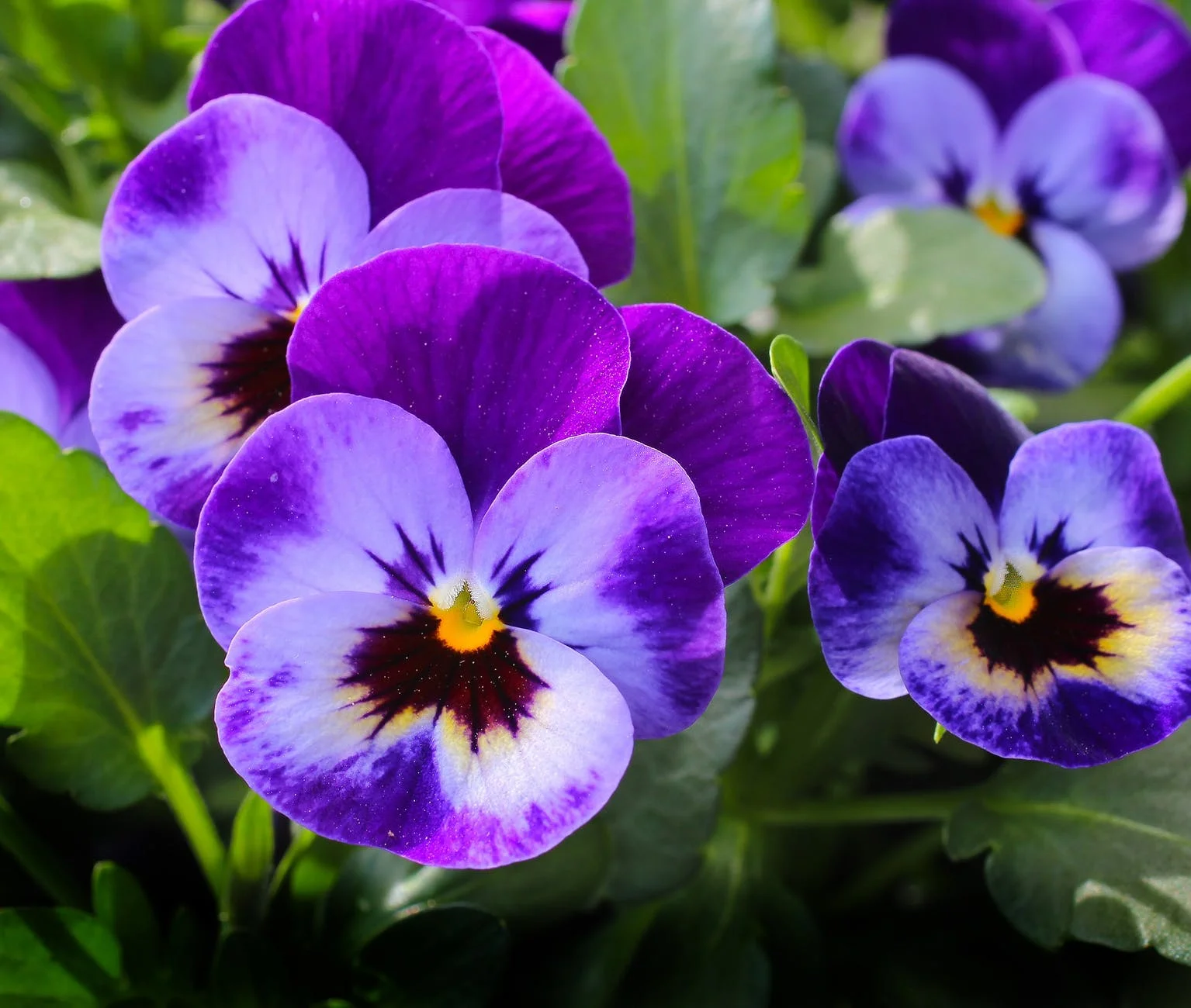 pansy.jpeg