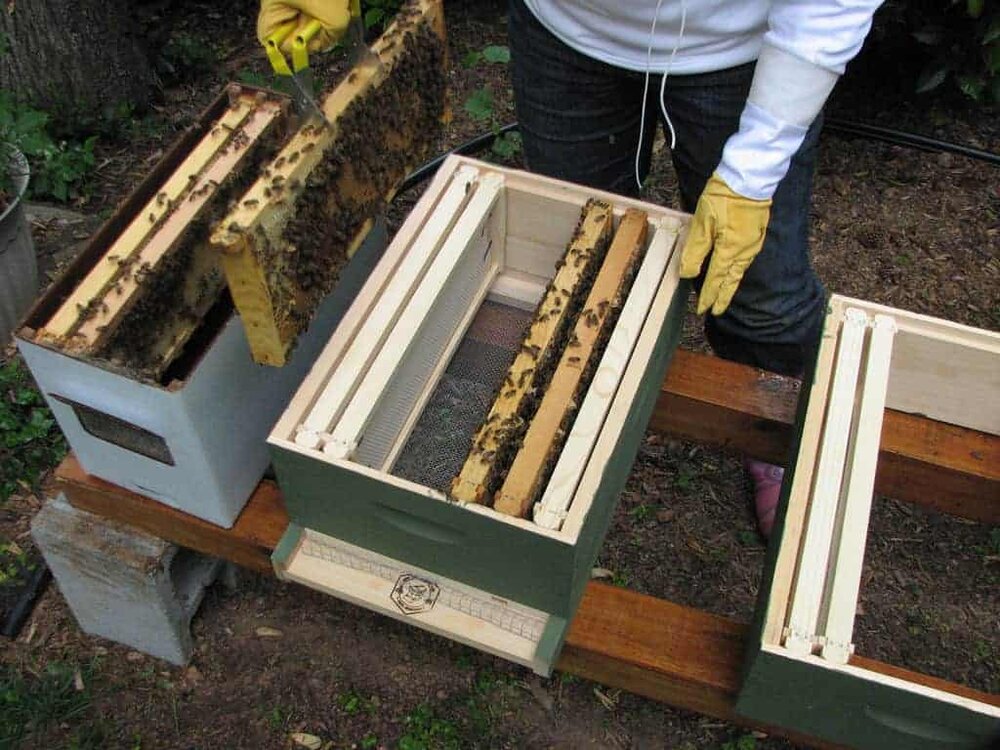 how long can bees stay in a nuc?