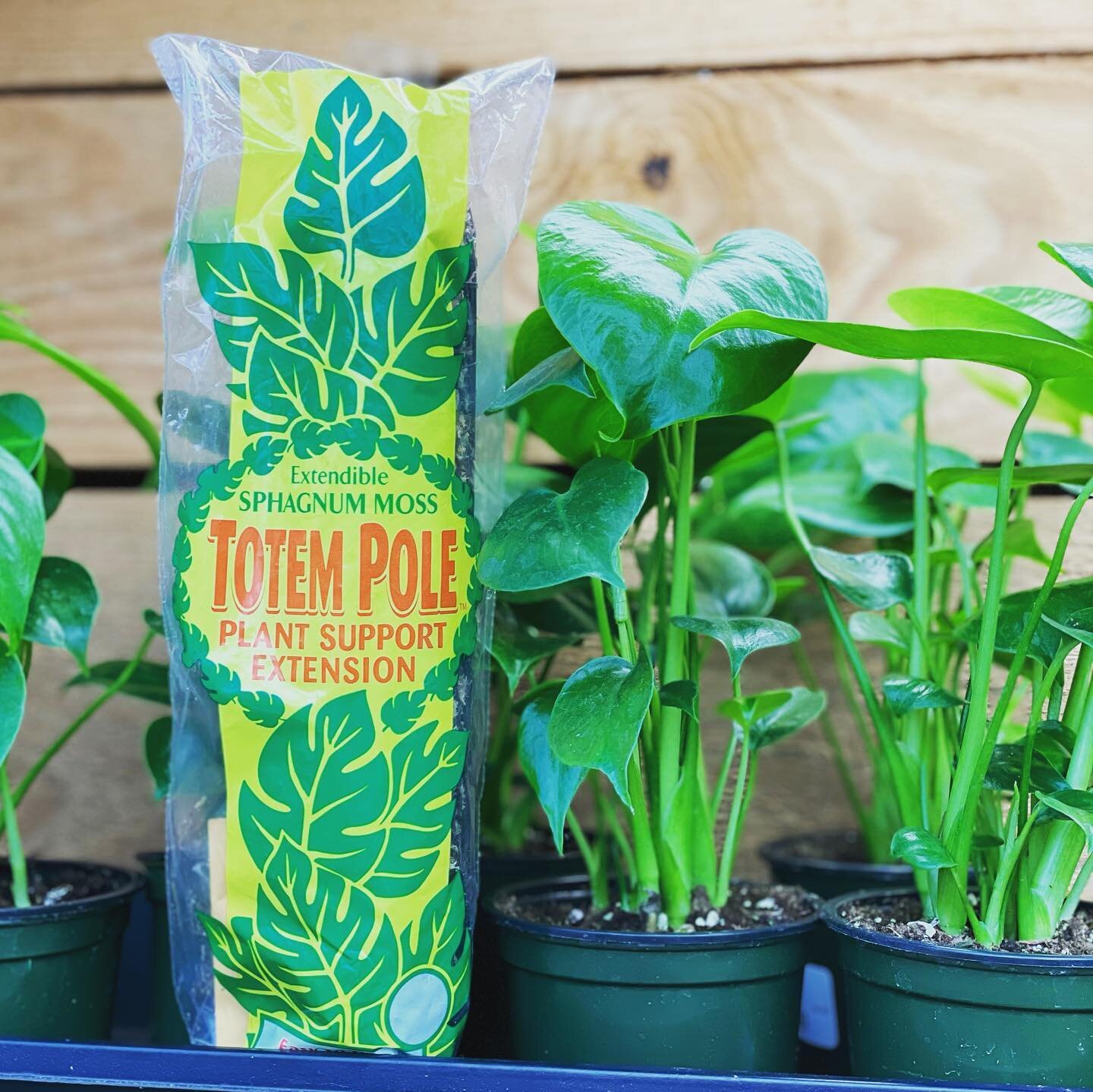 Grow indoor climbing plants vertically with a new extendable spagnum moss pole! Think pothos, philodendrons and monstera! 🤔🪴 Grab one before they&rsquo;re gone! Garden &amp; greenhouse OPEN regular hours: Sat 8am-6pm, Sun 11am-5pm, M-F 9am-6pm