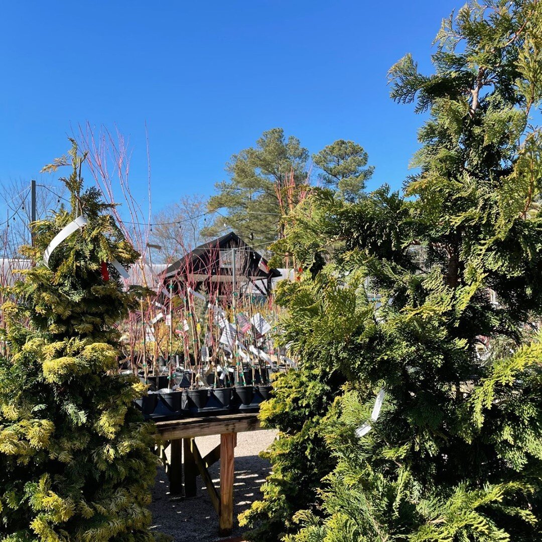 What a beautiful start to the month of March! Read the March Newsletter now on the web and find out what's happening 'In the Garden.' Link in bio &bull;
&bull;
&bull;
&bull; 
#cary #apex #raleigh #durham #carync #apexnc #garnernc #hollyspringsnc #lan