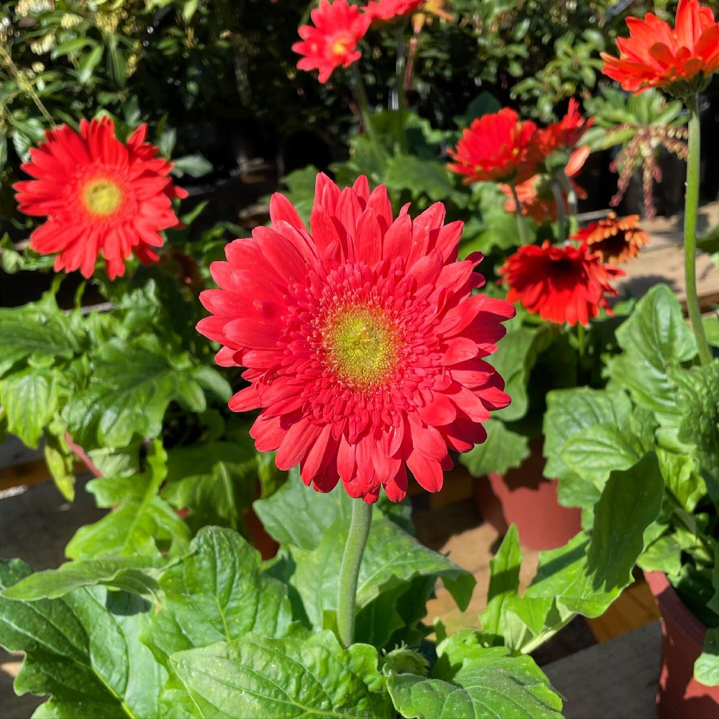 Our garden is packed full of flowering annuals and perennials like this bright Gerbera Daisy 🌞 Come by and check out what&rsquo;s new and view stories for a glimpse of the gorgeousness! &bull;
&bull;
&bull;
&bull; 
#cary #apex #raleigh #durham #cary