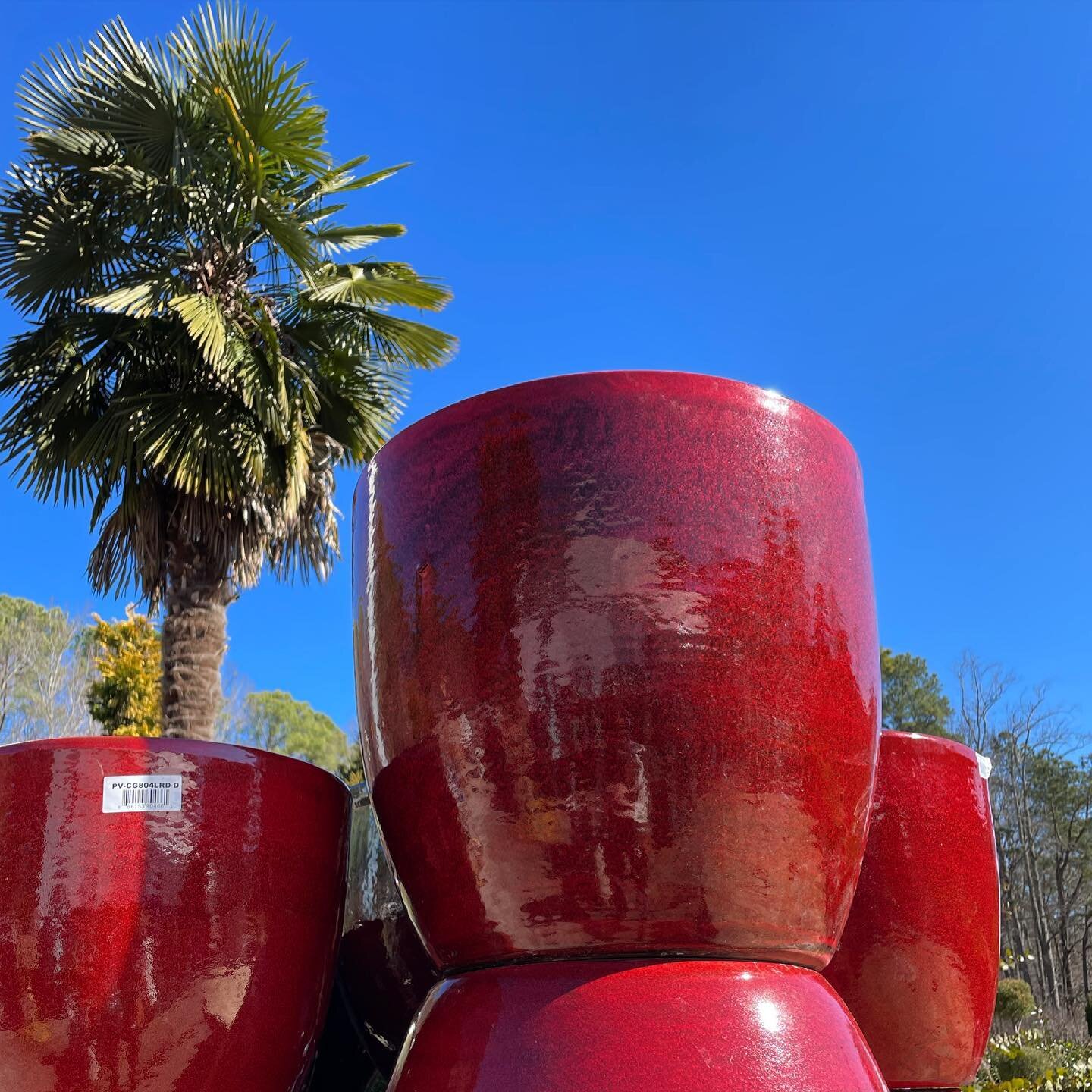 What would you plant in these fierce red planters? 🔥🚒🌴 Pick out your favorites from our HUGE assortment! Garden and greenhouse OPEN regular hours today, Sun 11am-5pm, M-F 9am-6pm, Sat 8am-6pm &bull;
&bull;
&bull;
&bull; 
#cary #apex #raleigh #durh