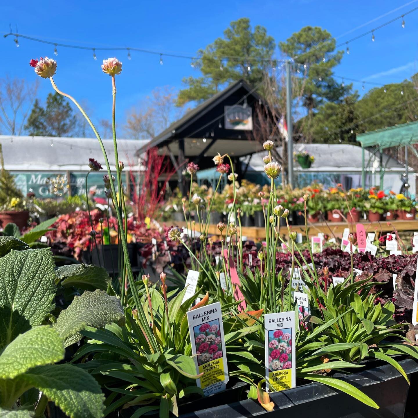 Measure, take pictures and find everything you need @gardensupplyco to refresh your beds, boxes, pots and planters this spring! Shop regular hours Mon-Fri 9am-6pm, Saturday 8am-6pm, Sunday 11am-5pm &bull;
&bull;
&bull;
&bull; 
#cary #apex #raleigh #d