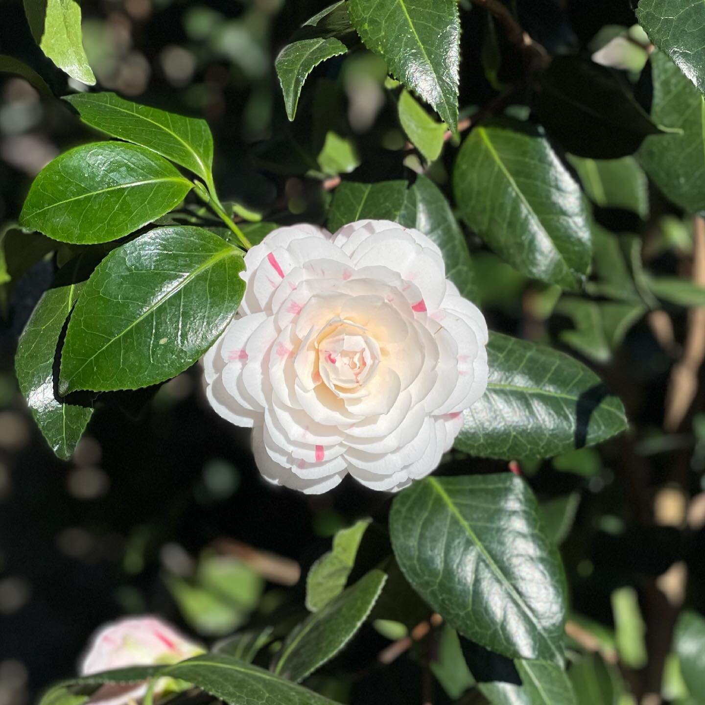 What color camellia? Find your favorites from our large selection! Pictured: April Dawn, April Kiss, Rosehill Red varieties. View stories for the latest and shop regular hours today 9am-6pm, Saturday 8am-6pm and Sunday 11am-5pm