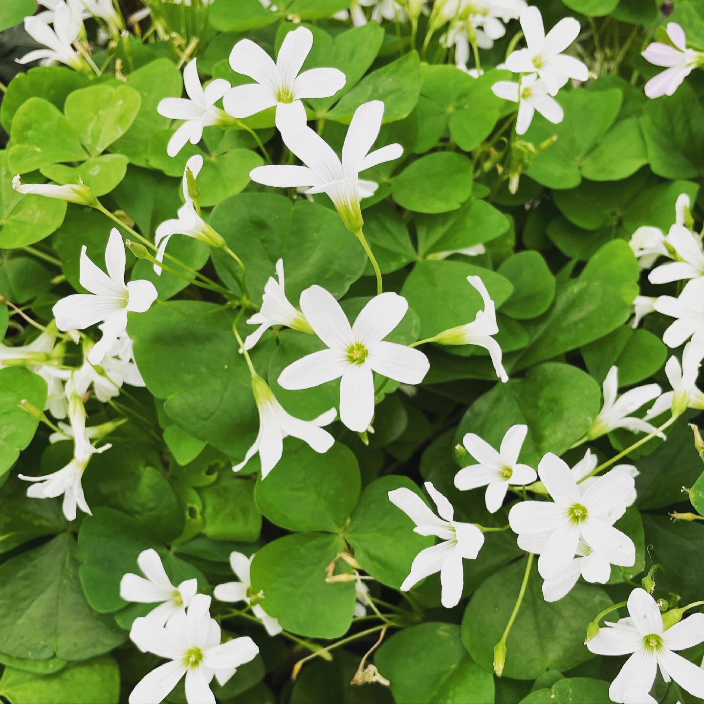 May you find your pot of gold today 🌈🍯🍀 and Shamrock plants AKA #oxalis in our greenhouse! OPEN regular hours M-F 9am-6pm, Sat 8am-6pm, Sun 11am-5pm &bull;
&bull;
&bull;
&bull; 
#cary #apex #raleigh #durham #carync #apexnc #garnernc #hollyspringsn