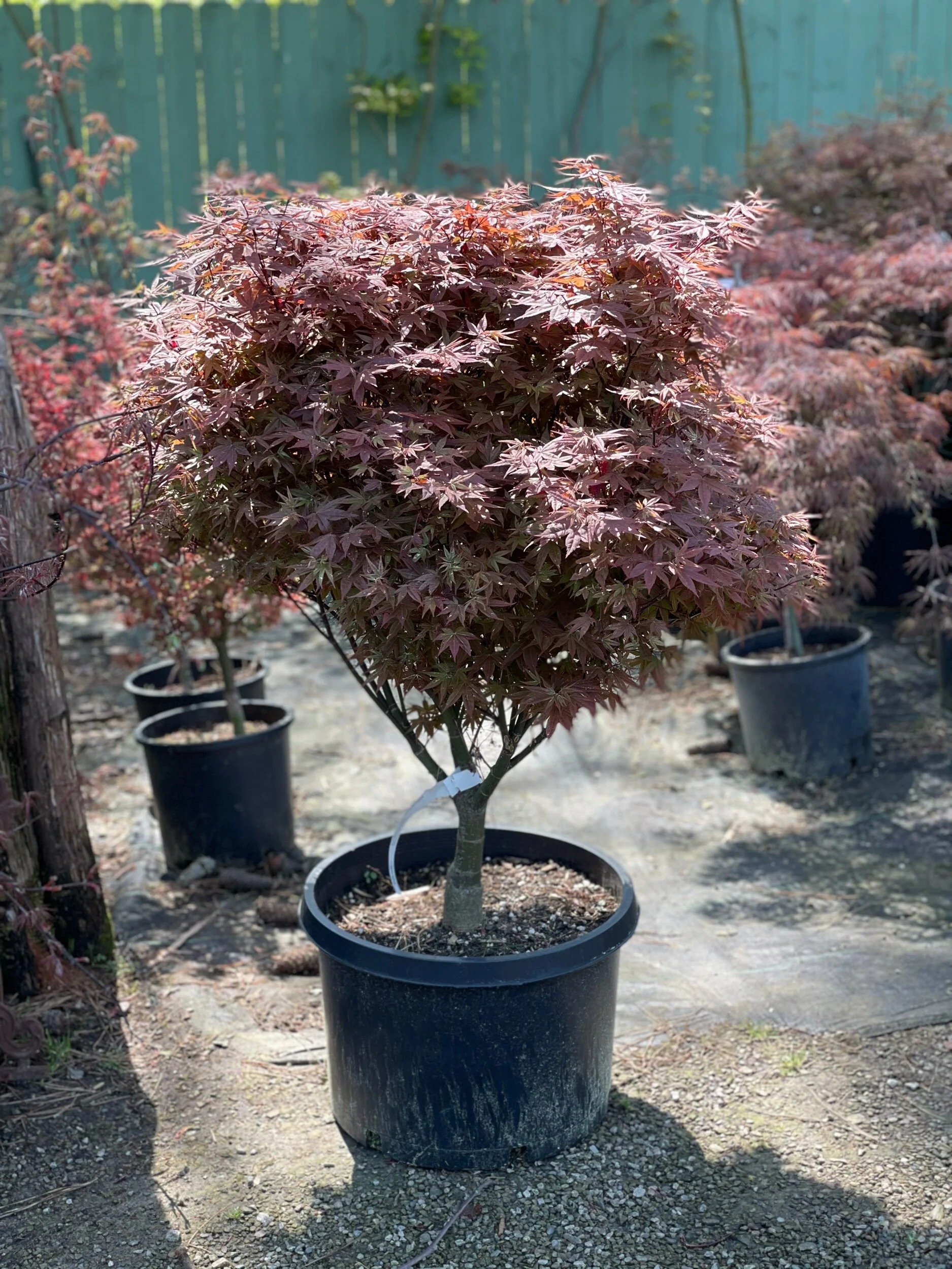 Garden — Garden Supply Co.