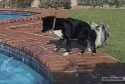 cool-gif-dog-helping-biting-tail.gif