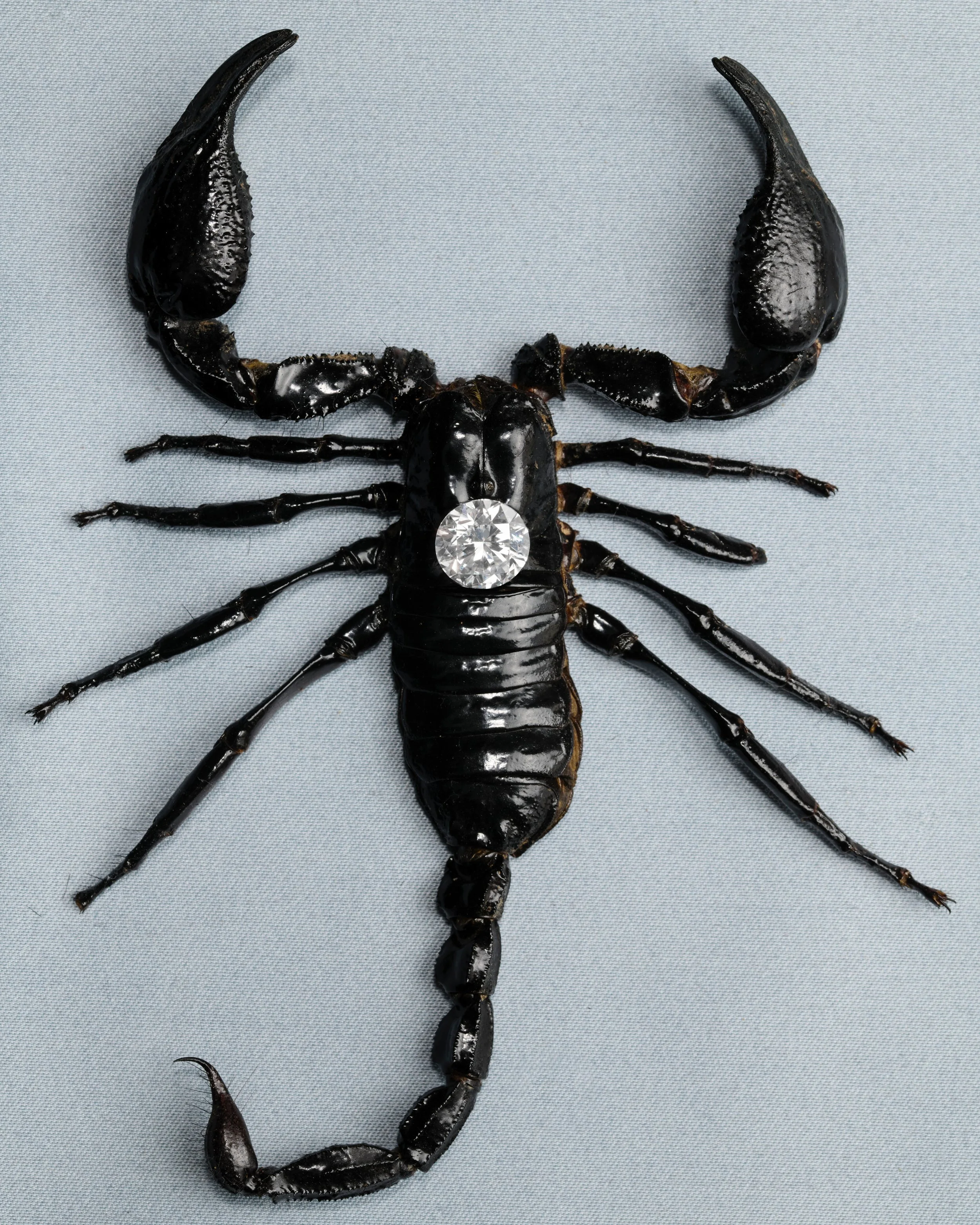 ericas bugs_0047.jpeg