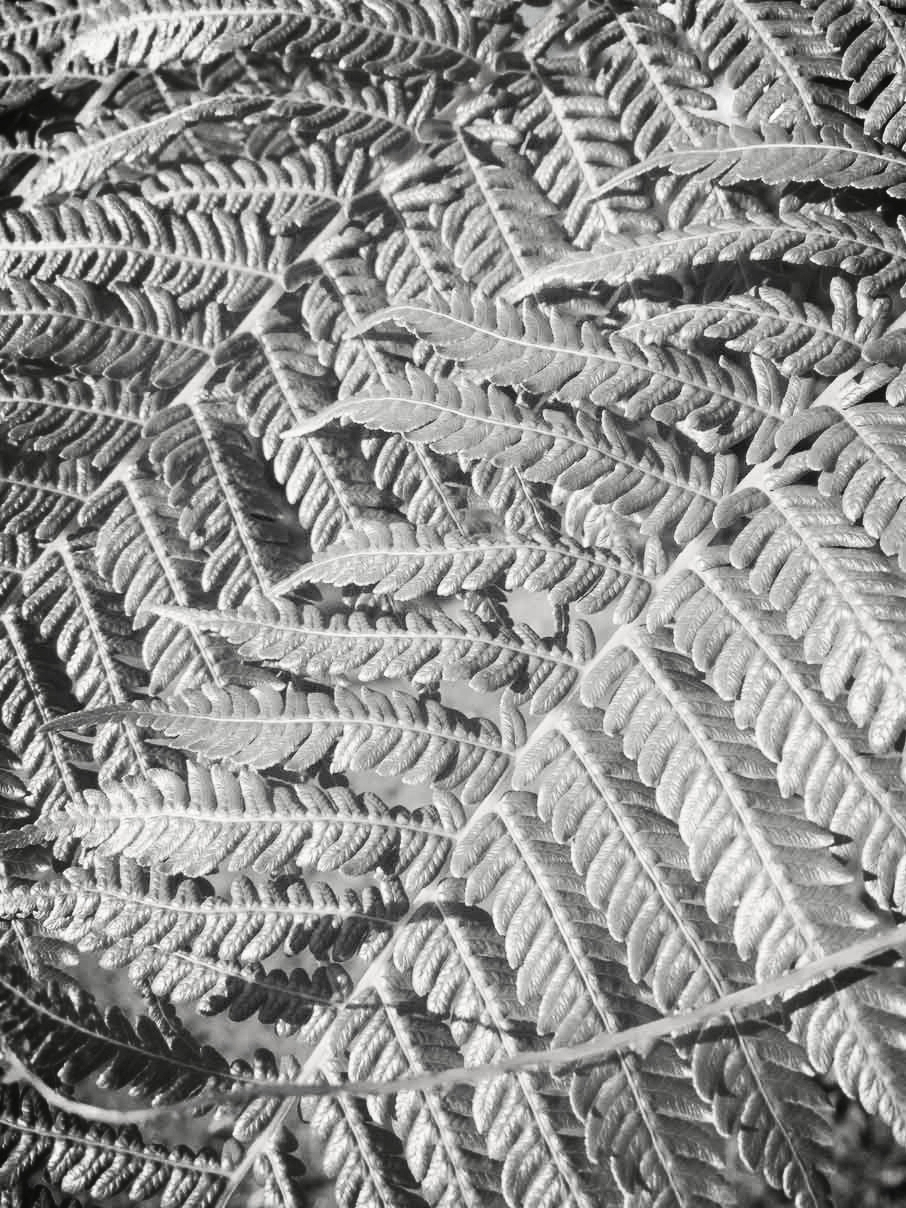 Fern-Leaves.jpg