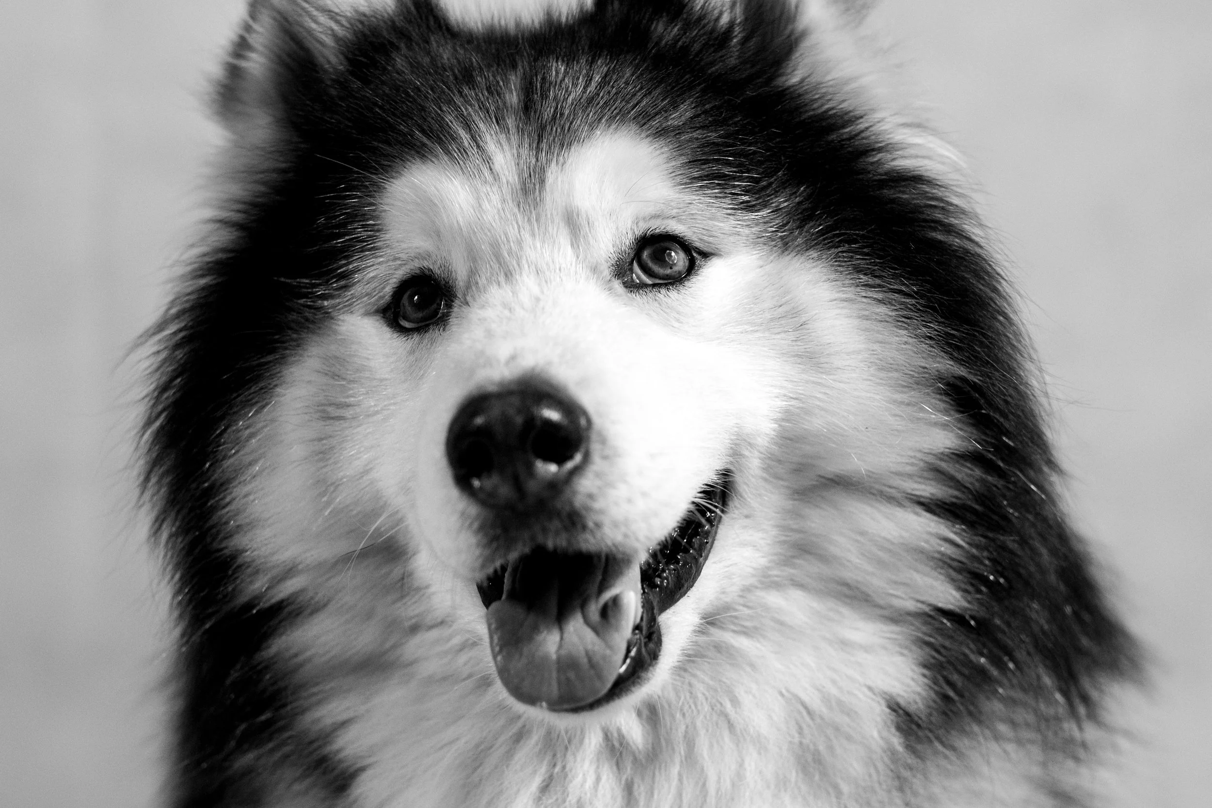 My Male Husky Marsh 
