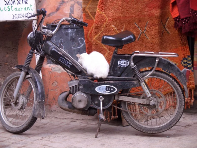 kitty-bike.jpg