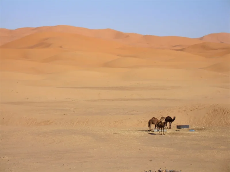 camels-in-corner.jpg