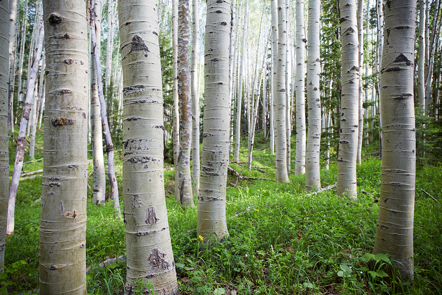 Colorado Aspen Grove