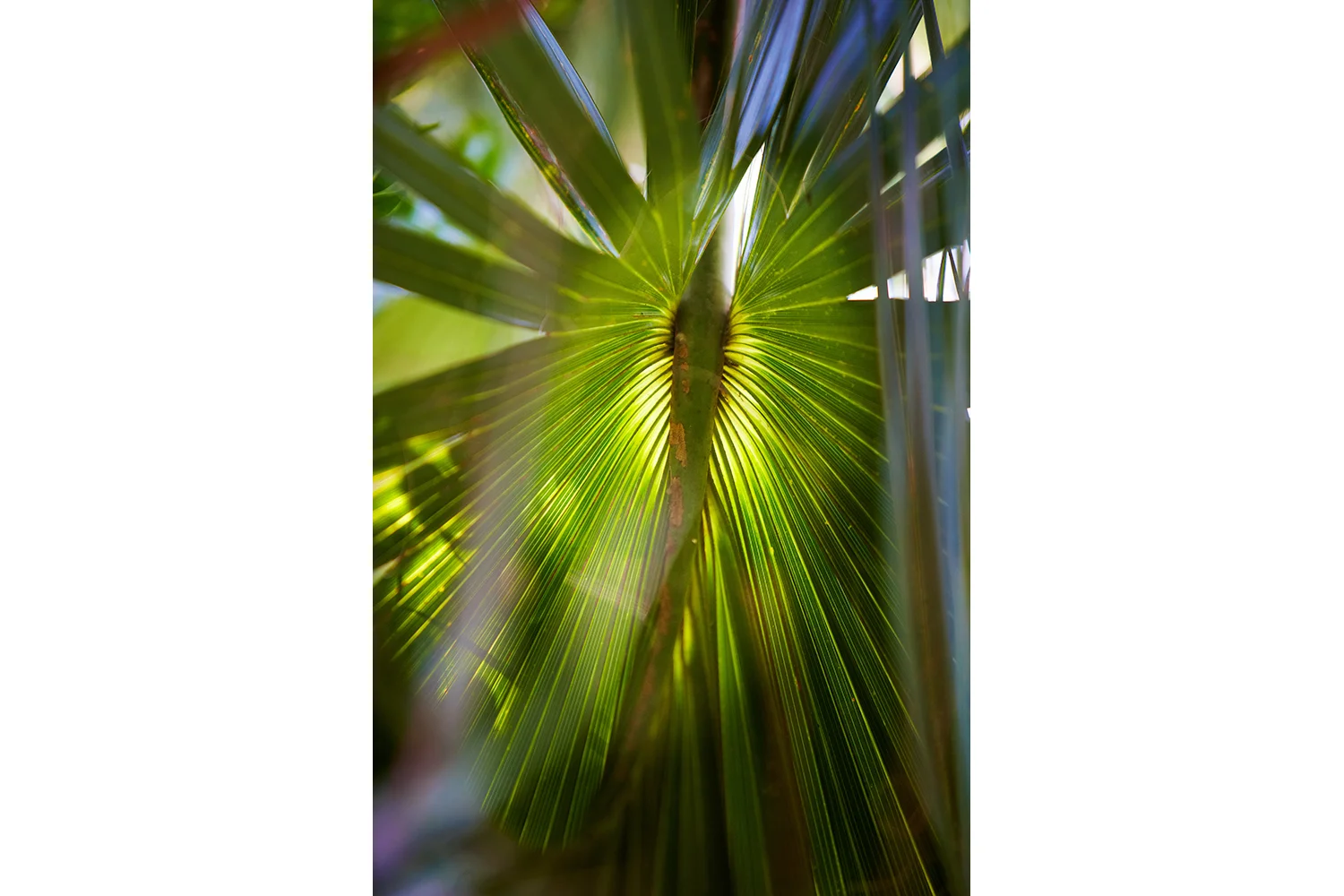 Canopy Light