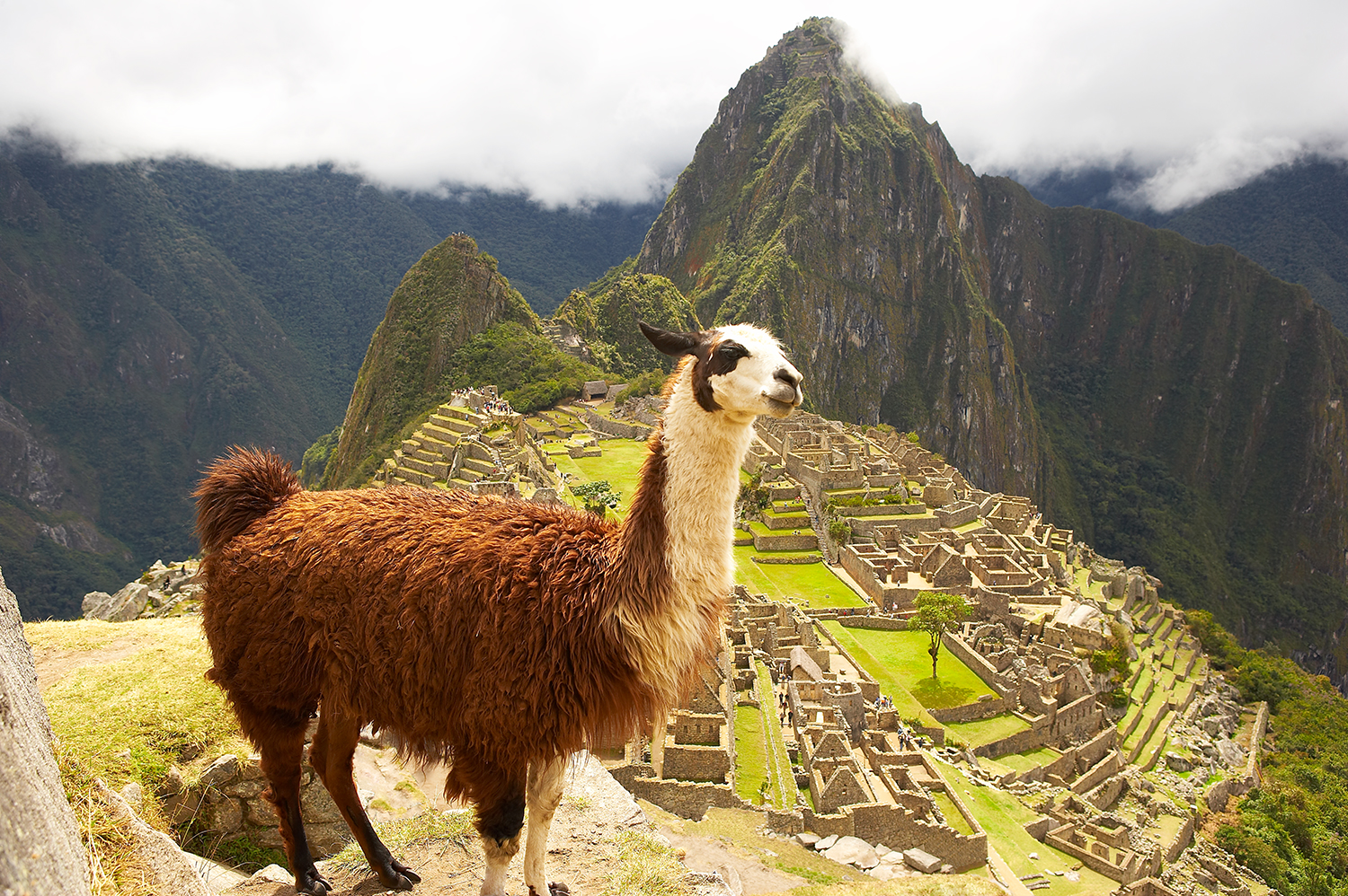 Machu Picchu