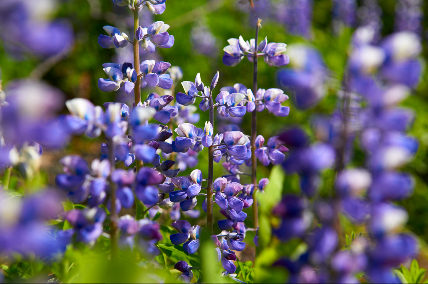 Spring in the Meadow