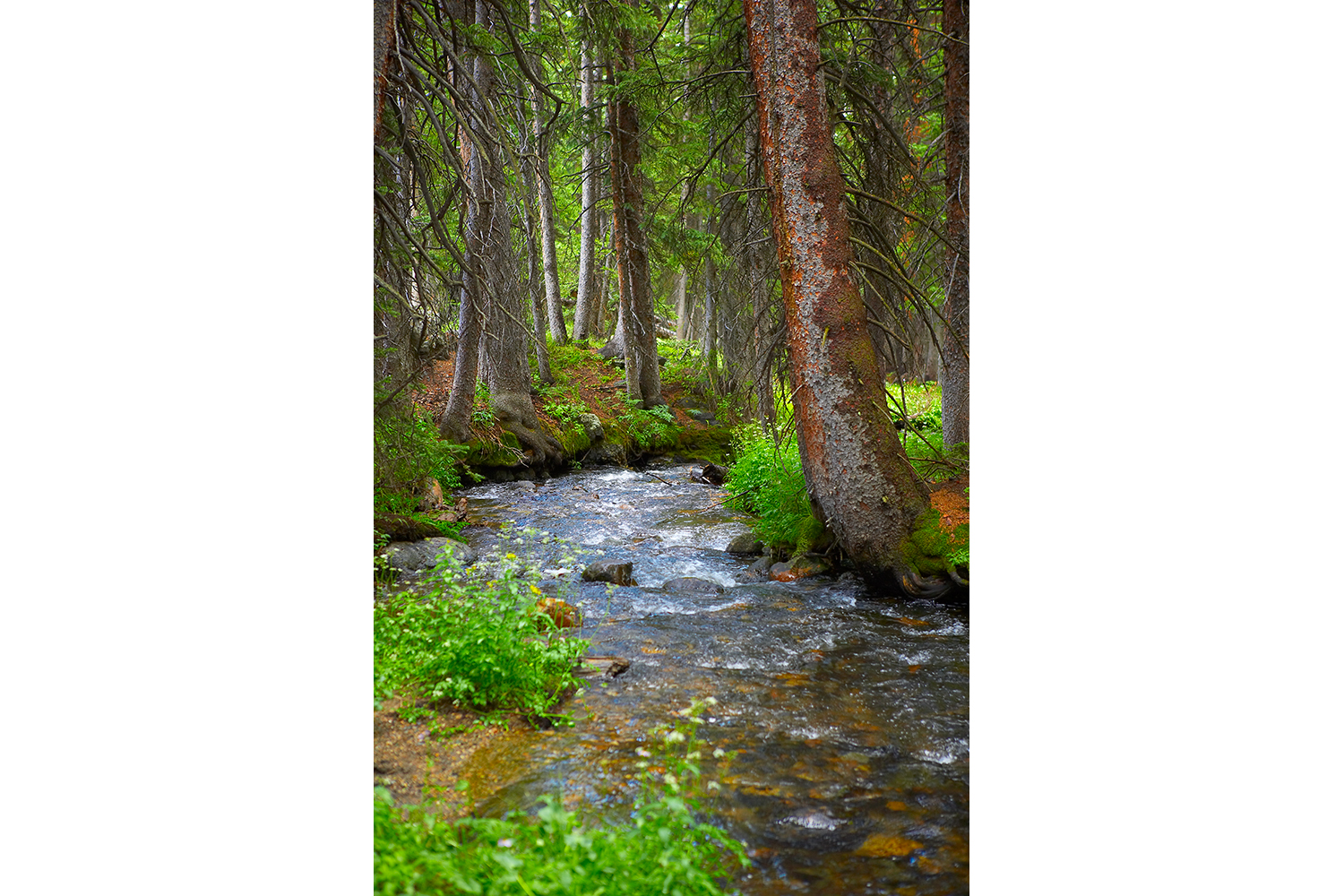 Summer in the Forest