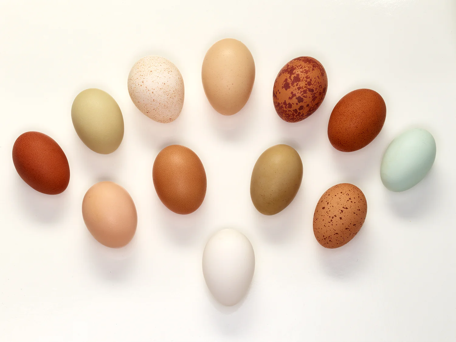Heritage Egg Poster