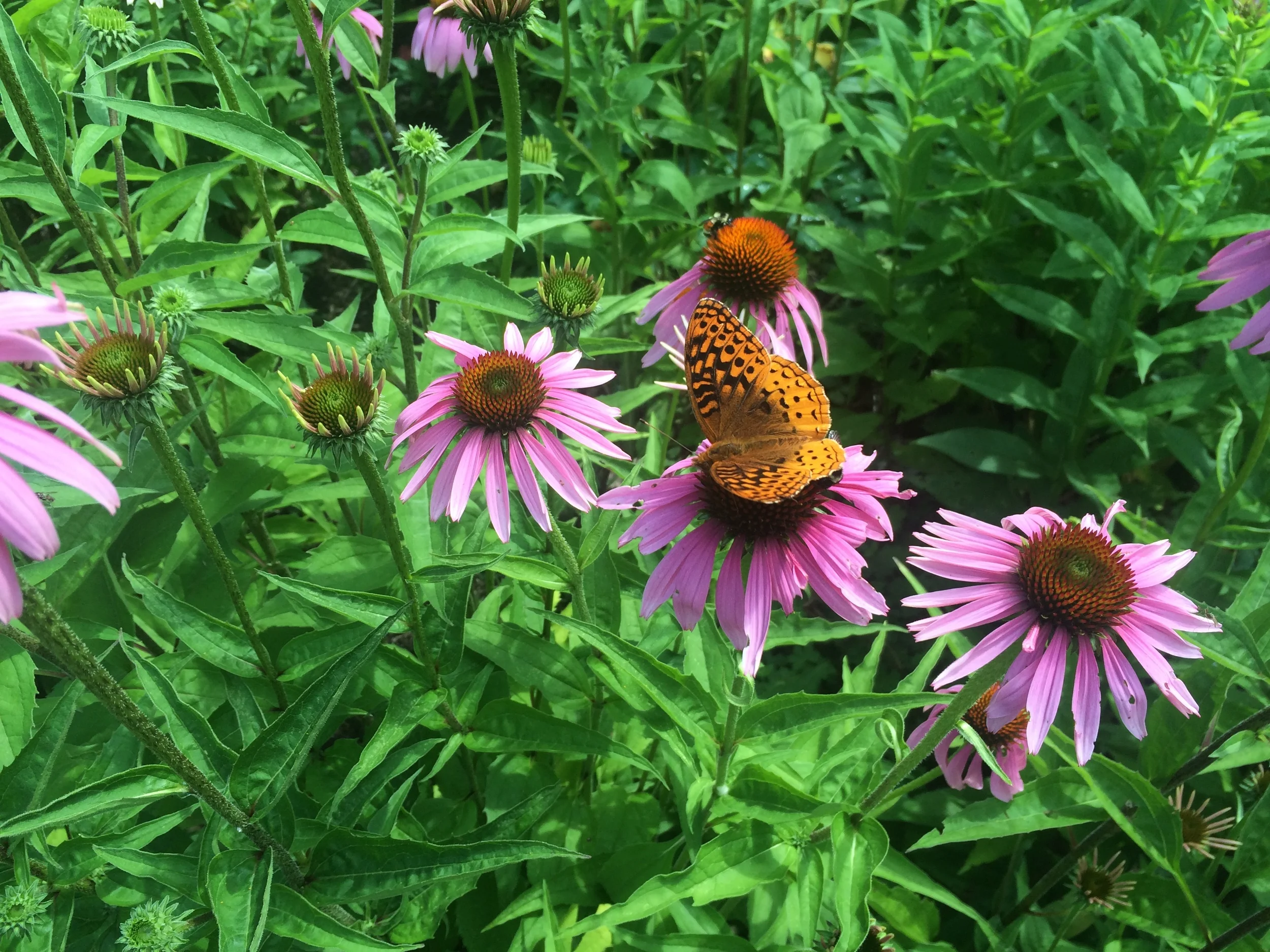 Blue Hill - Bach Side Adventures