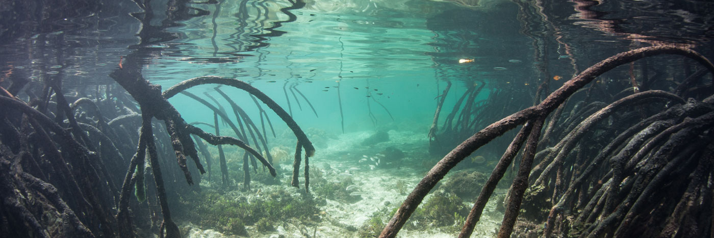AquariumVinyl_Website_Banner_About.jpg