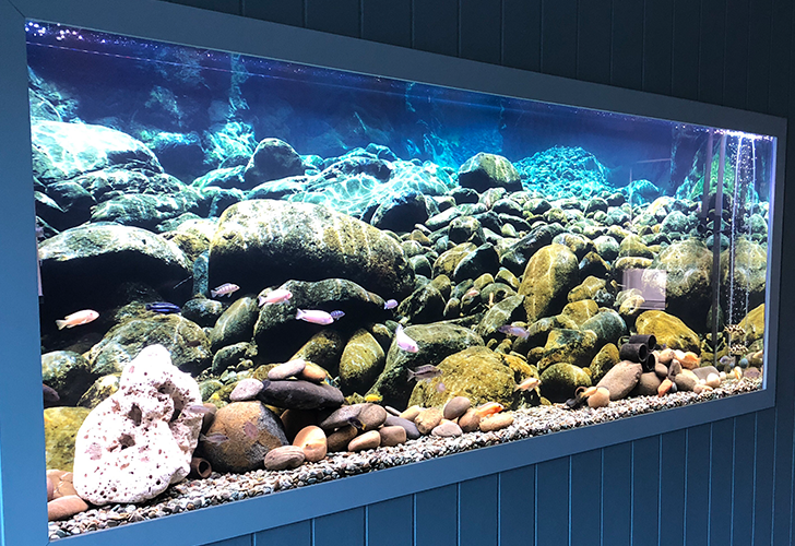 Aquarium Background Customer Gallery — Aquarium Vinyl